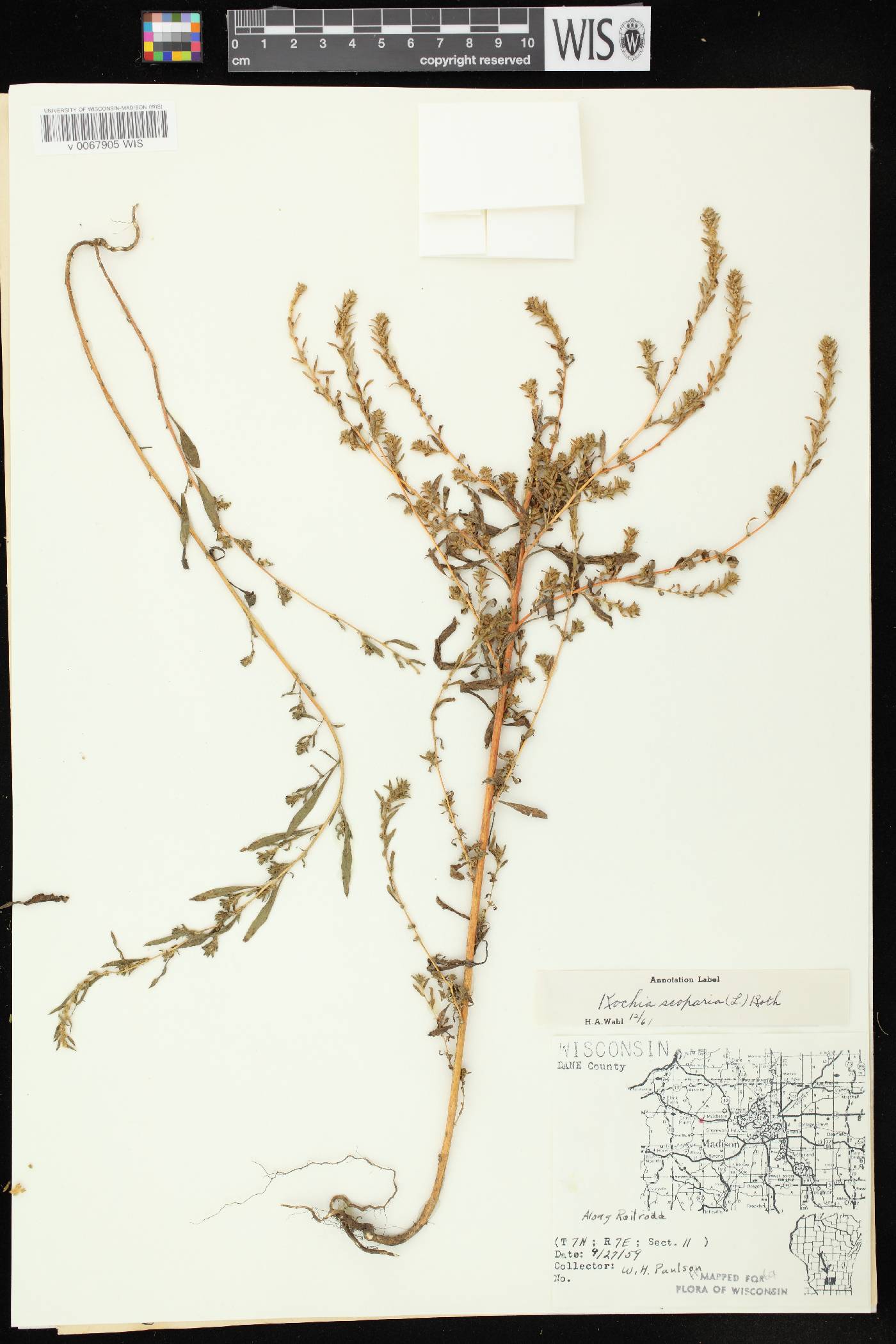 Bassia scoparia image