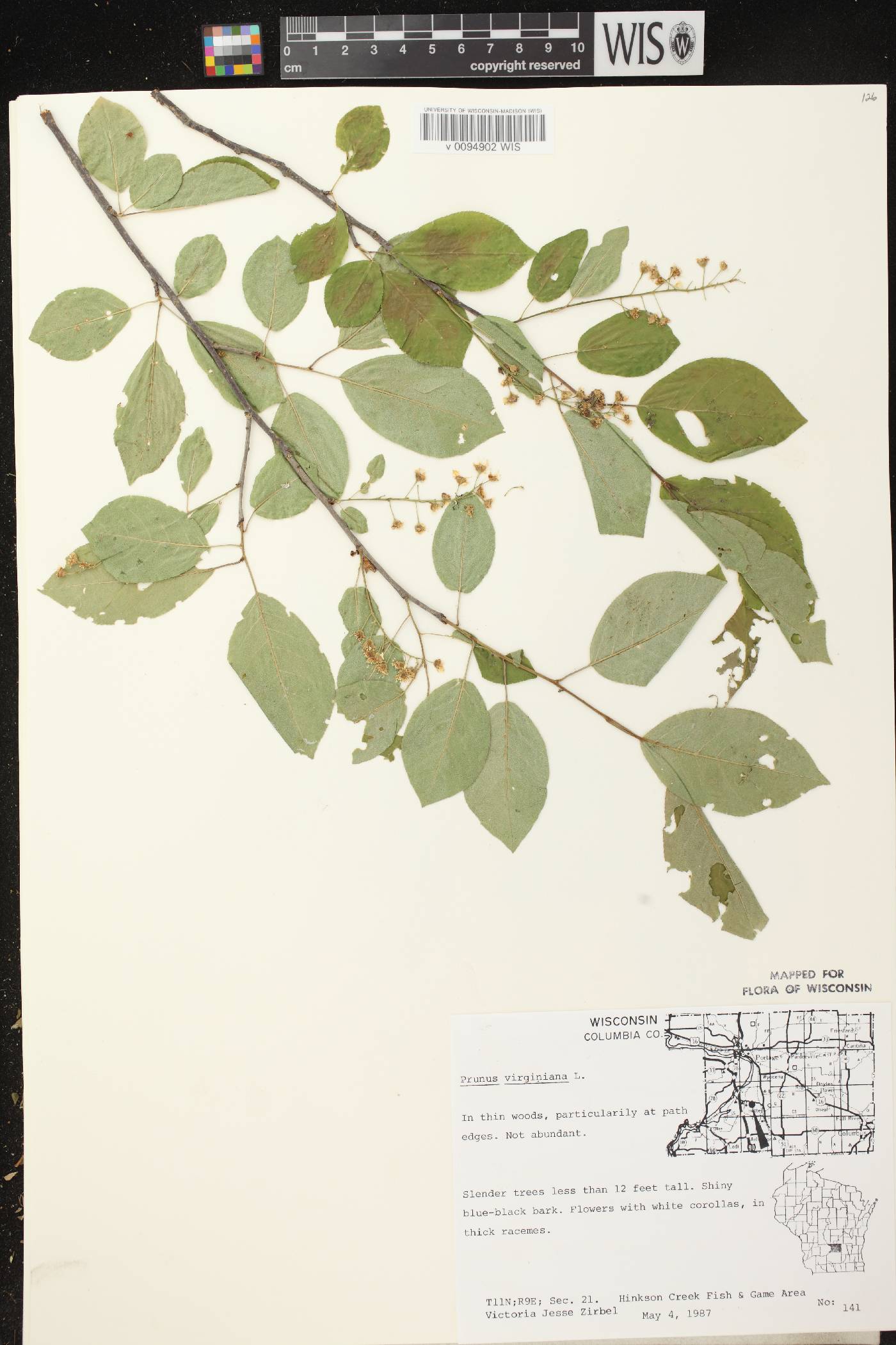 Prunus virginiana image