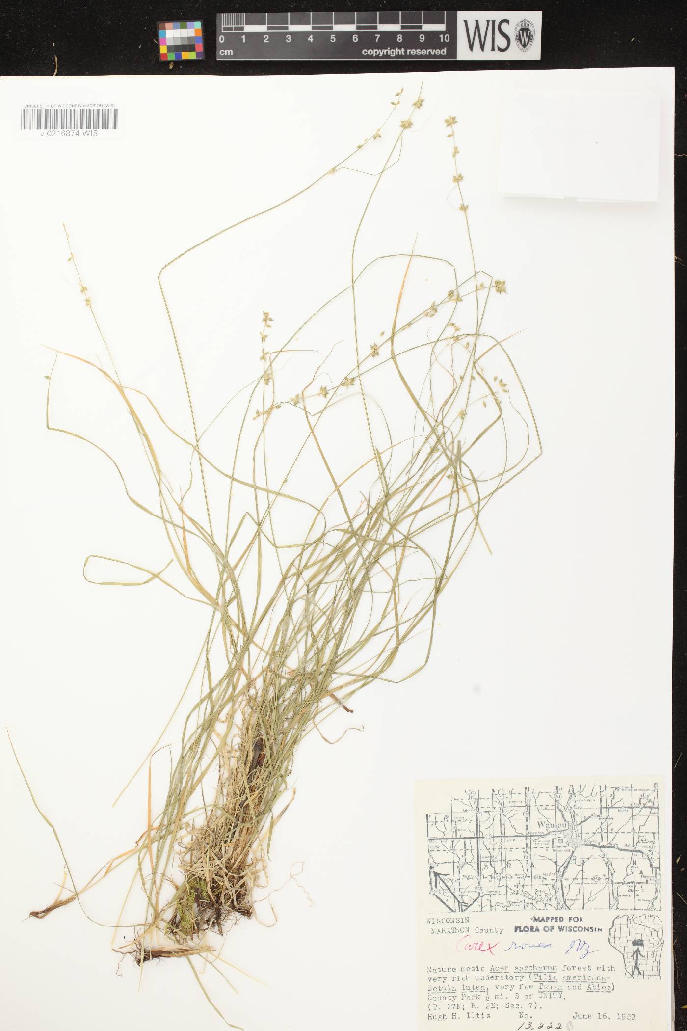 Carex rosea image