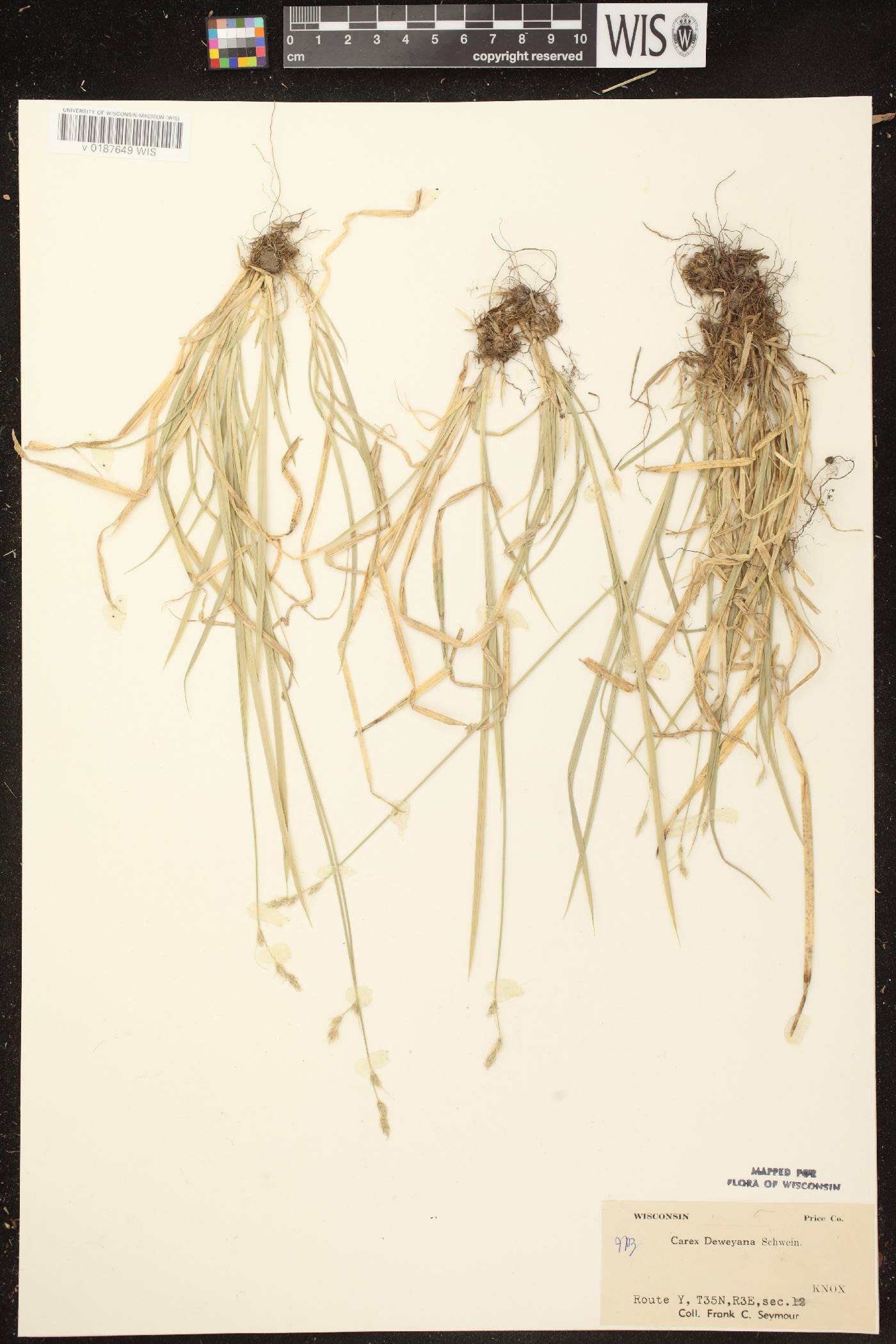 Carex deweyana image