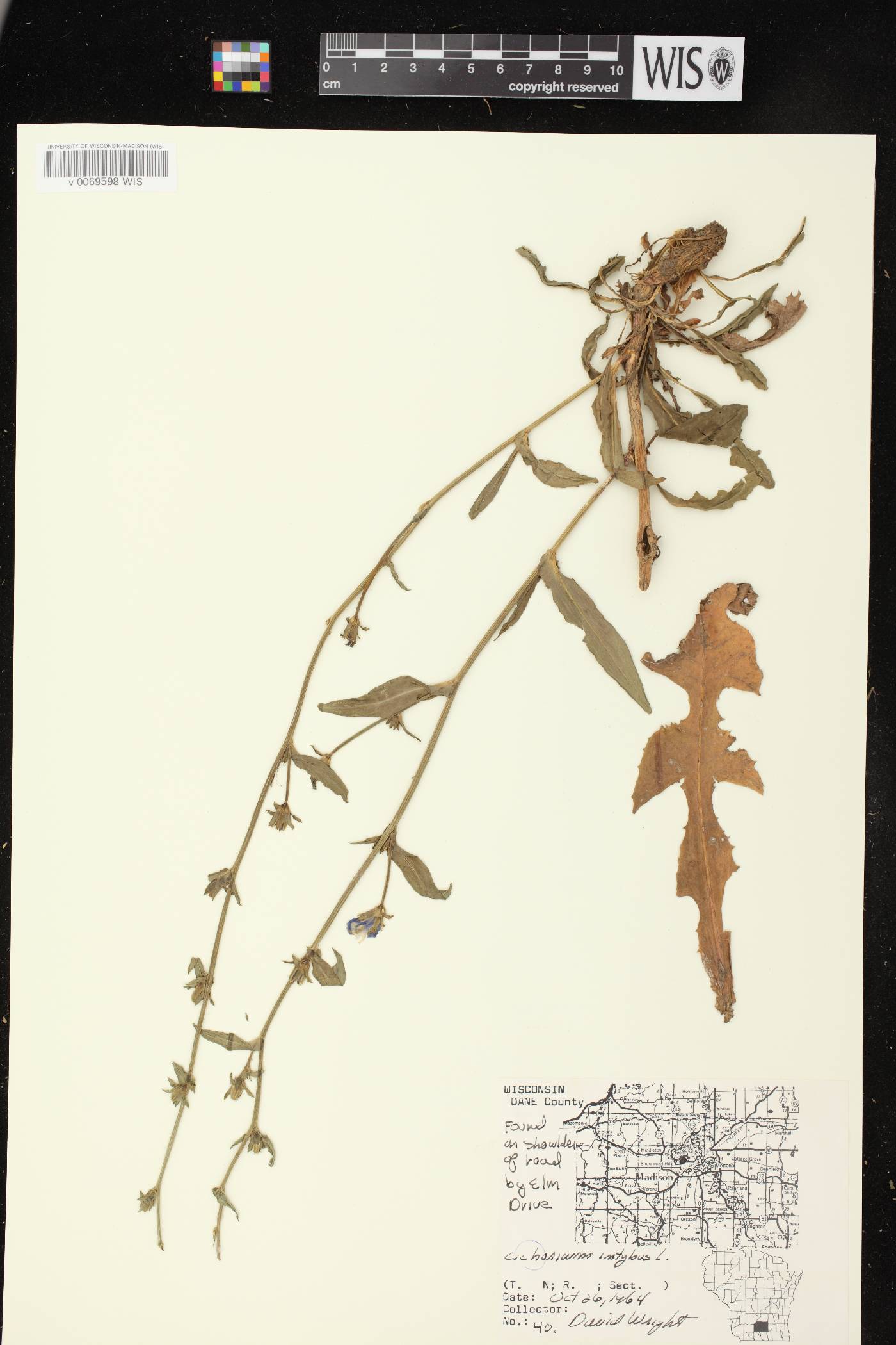 Cichorium intybus image