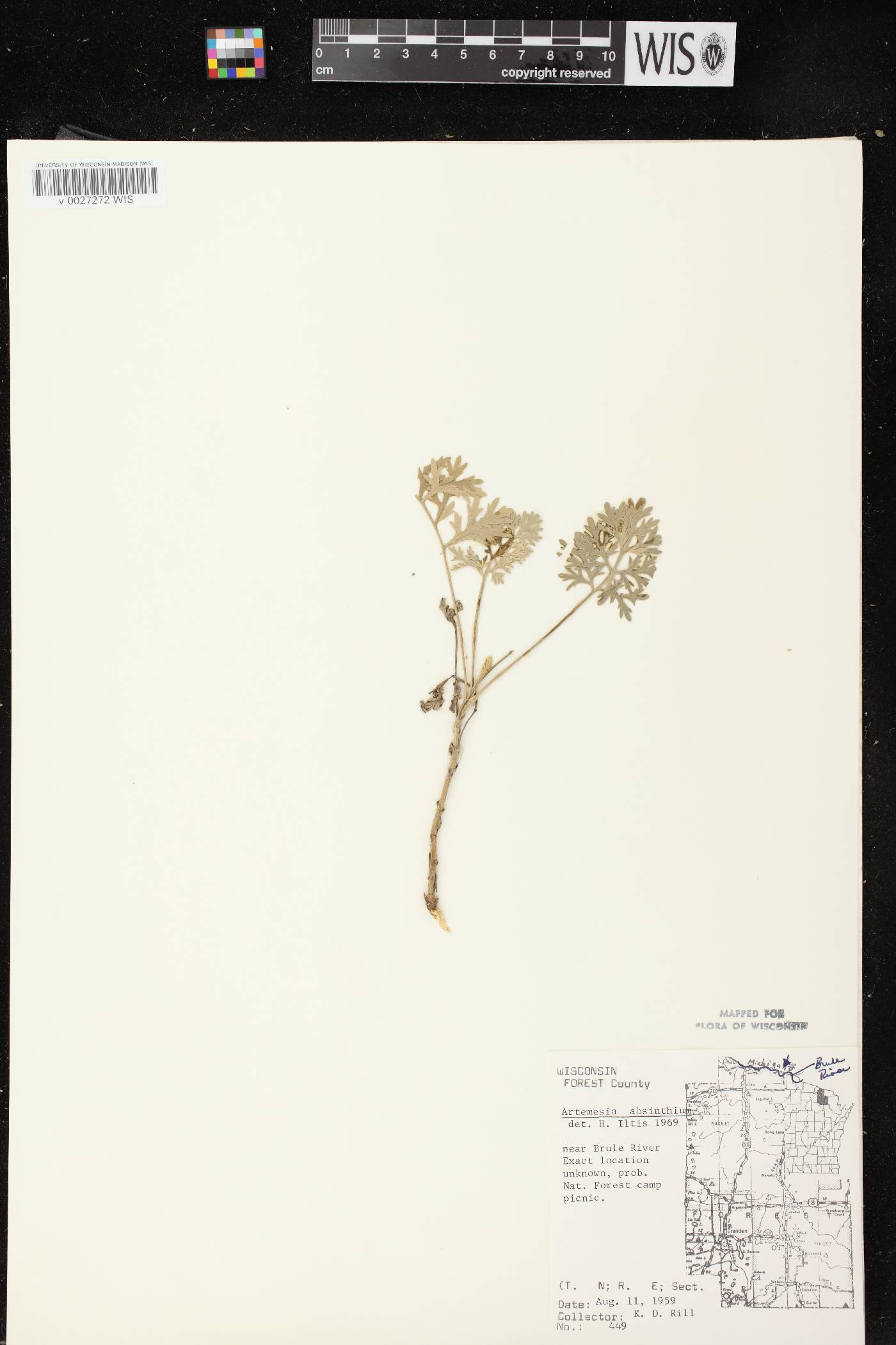 Artemisia absinthium image