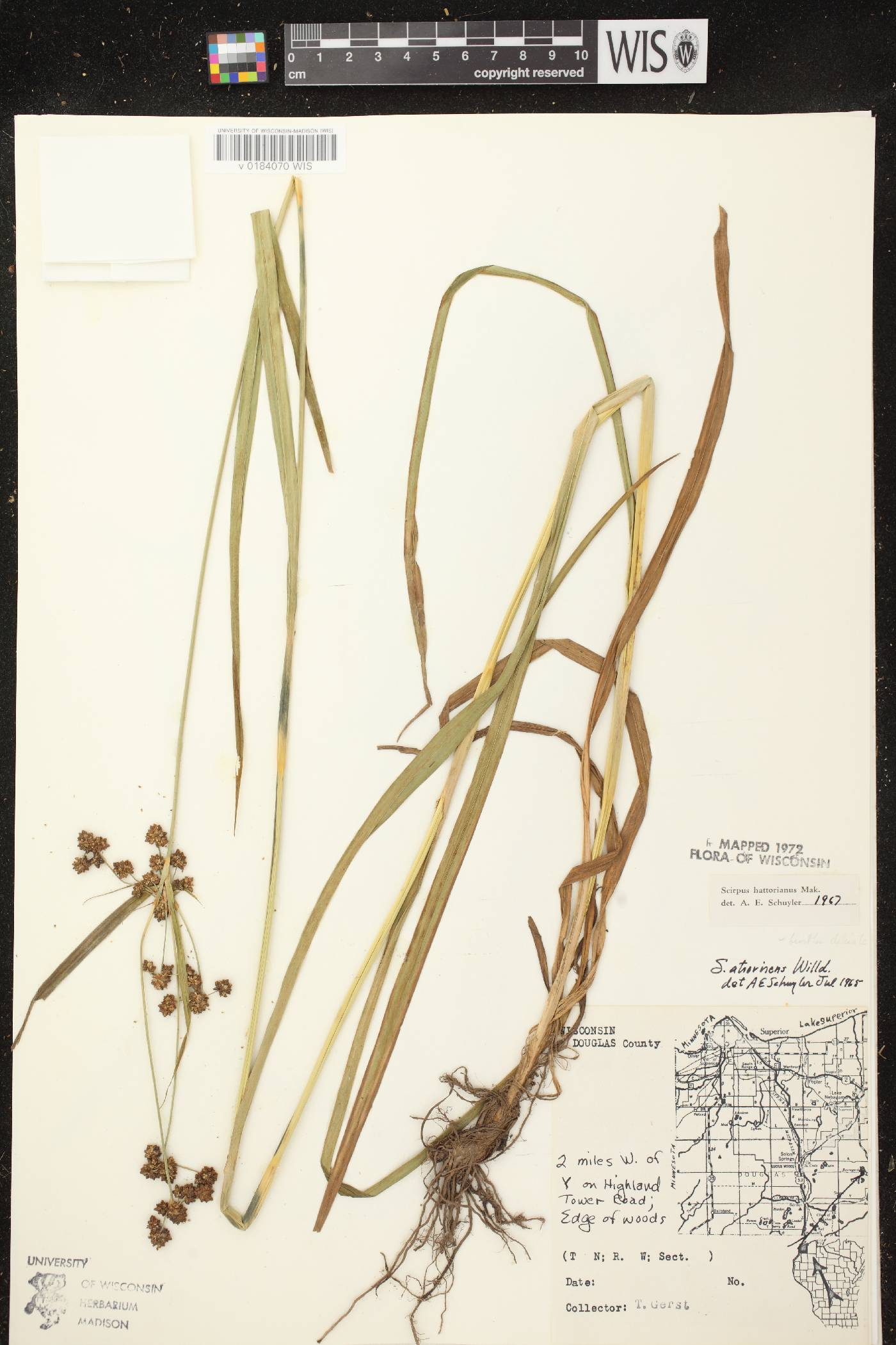Scirpus hattorianus image