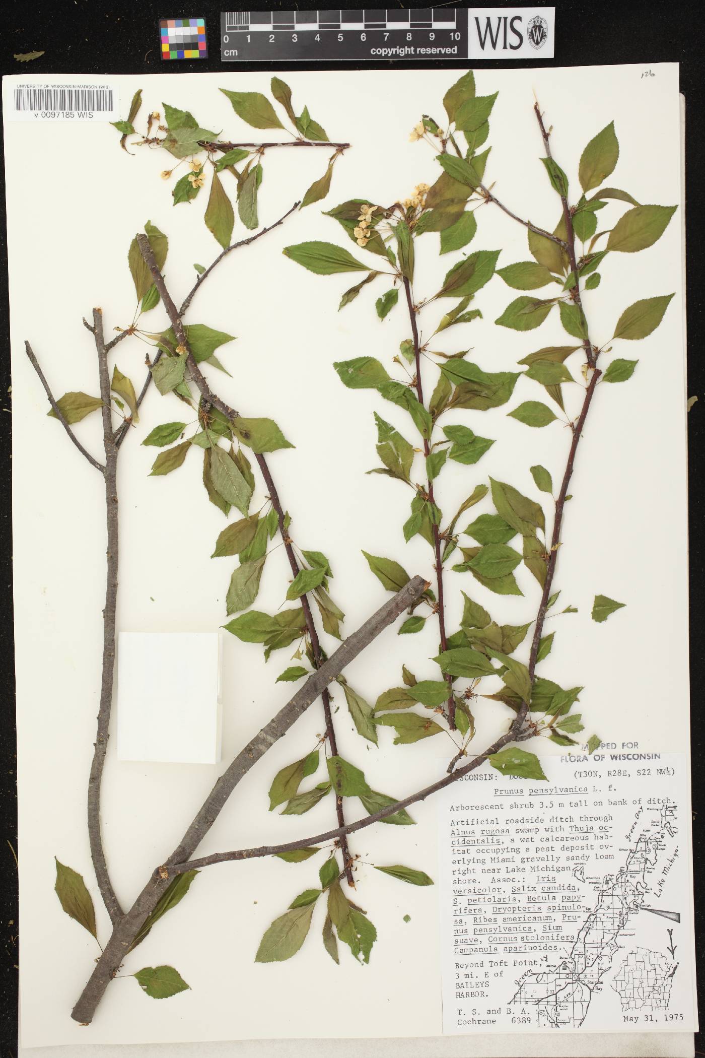 Prunus pensylvanica image