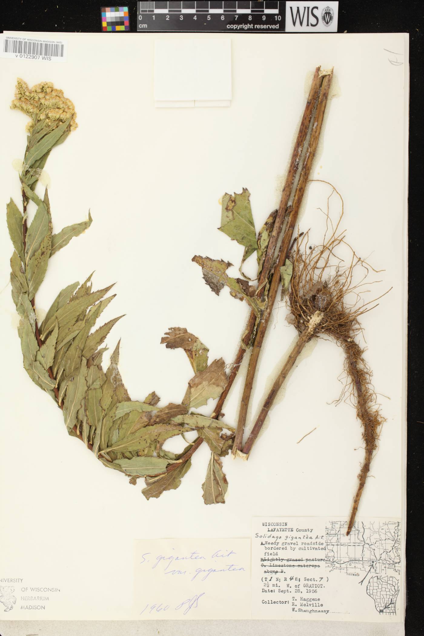 Solidago gigantea image