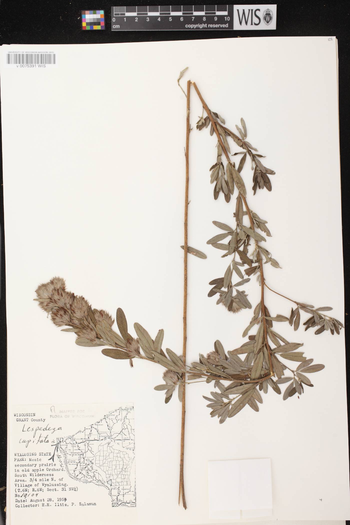 Lespedeza capitata image