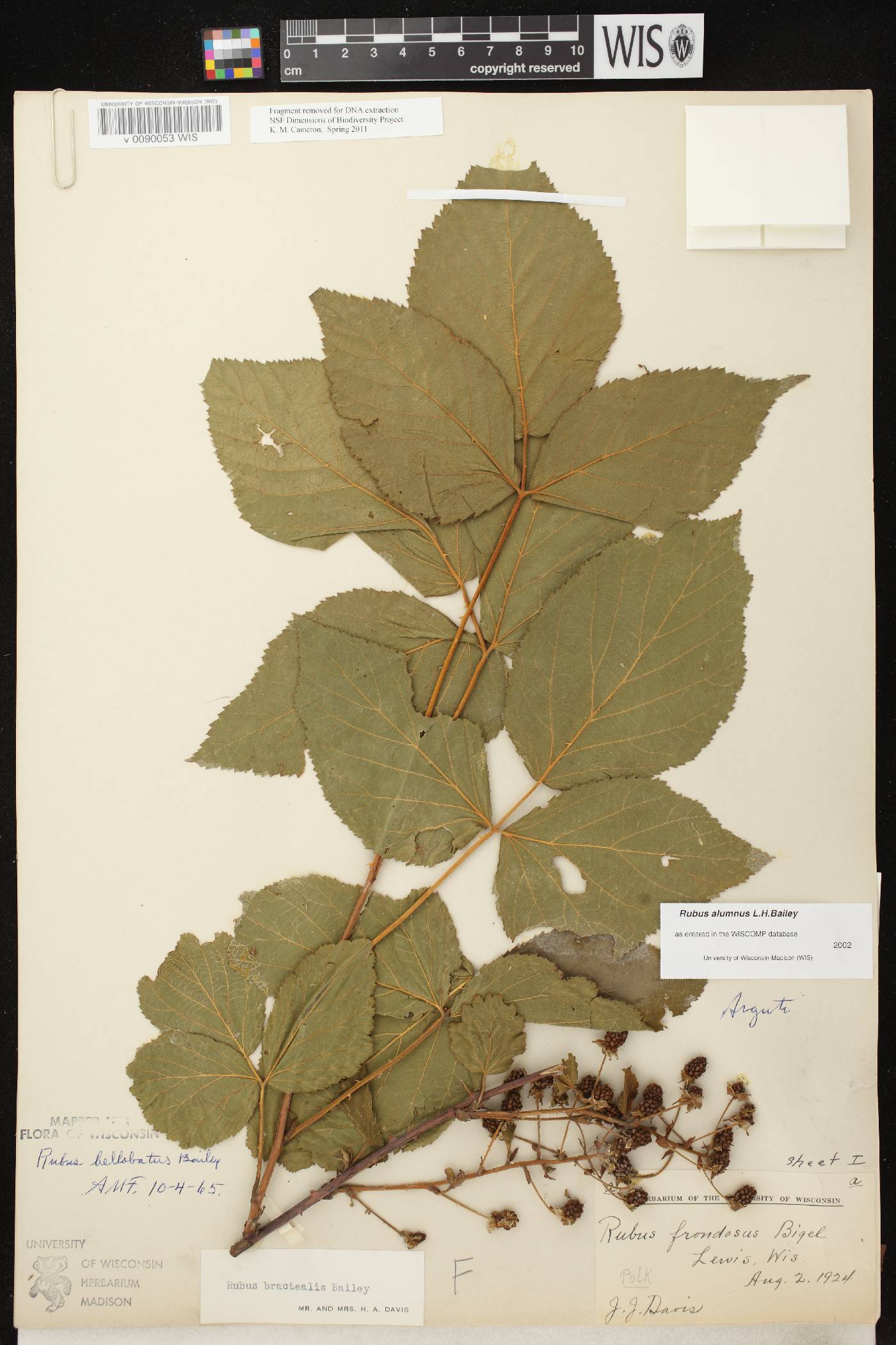 Rubus allegheniensis image