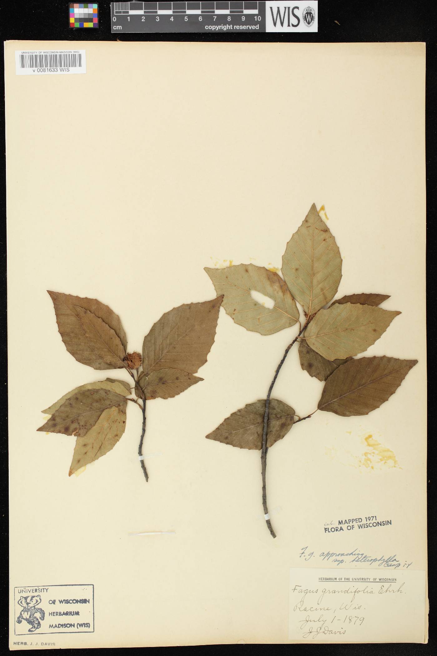 Fagus grandifolia image