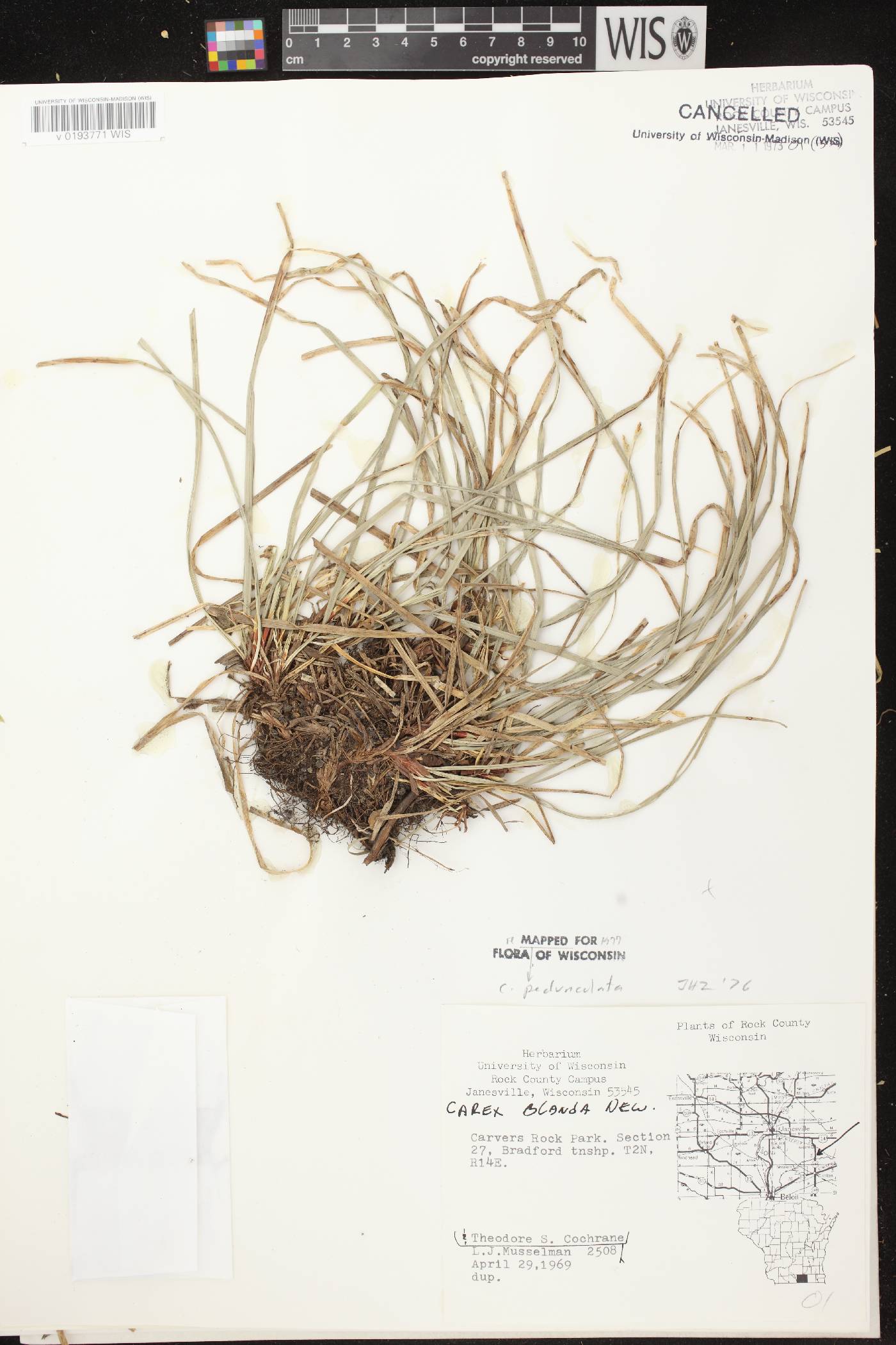 Carex pedunculata image