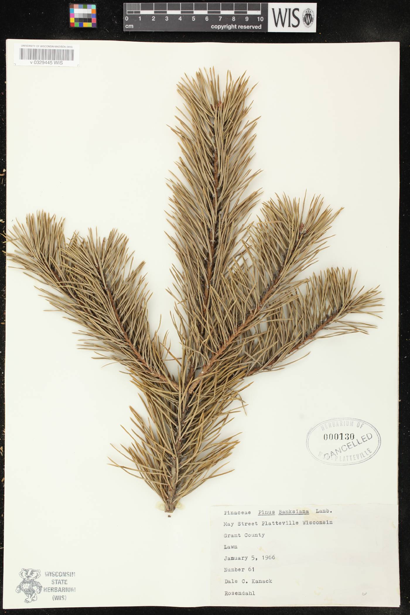 Pinus banksiana image