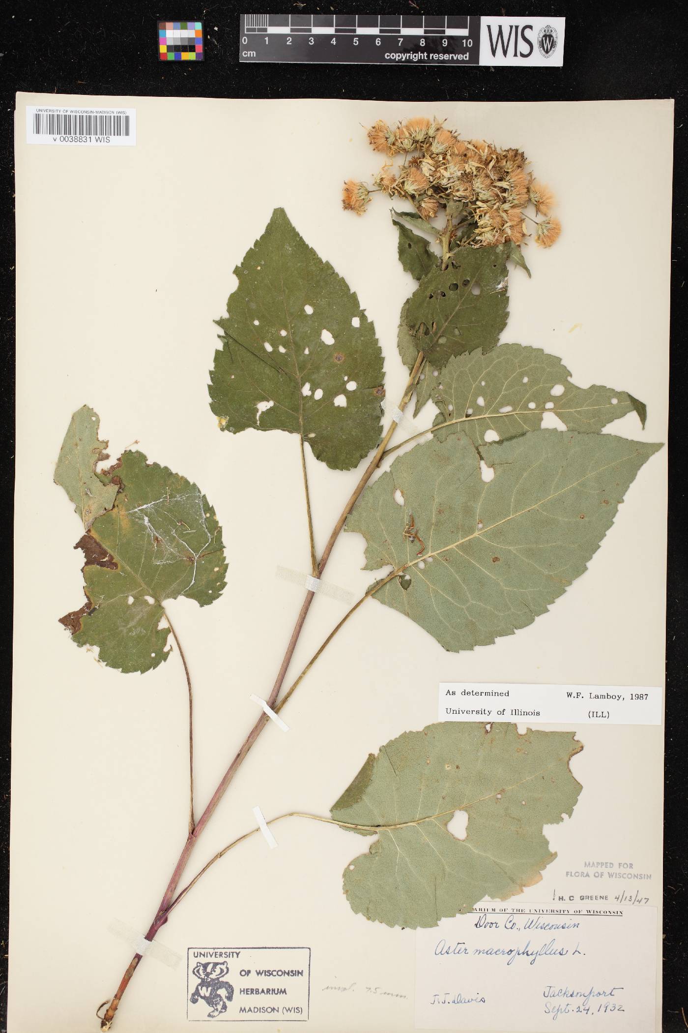 Eurybia macrophylla image