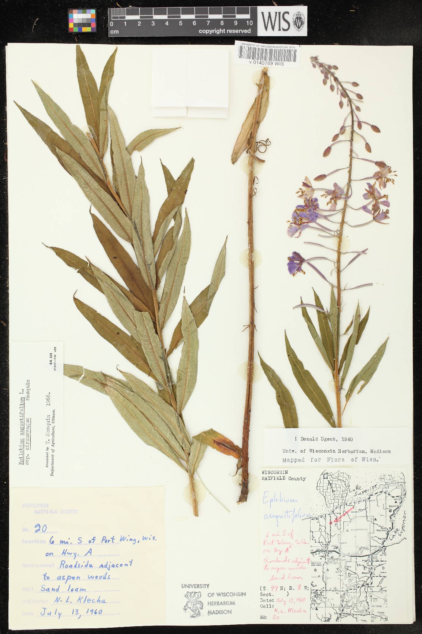Chamerion angustifolium subsp. circumvagum image