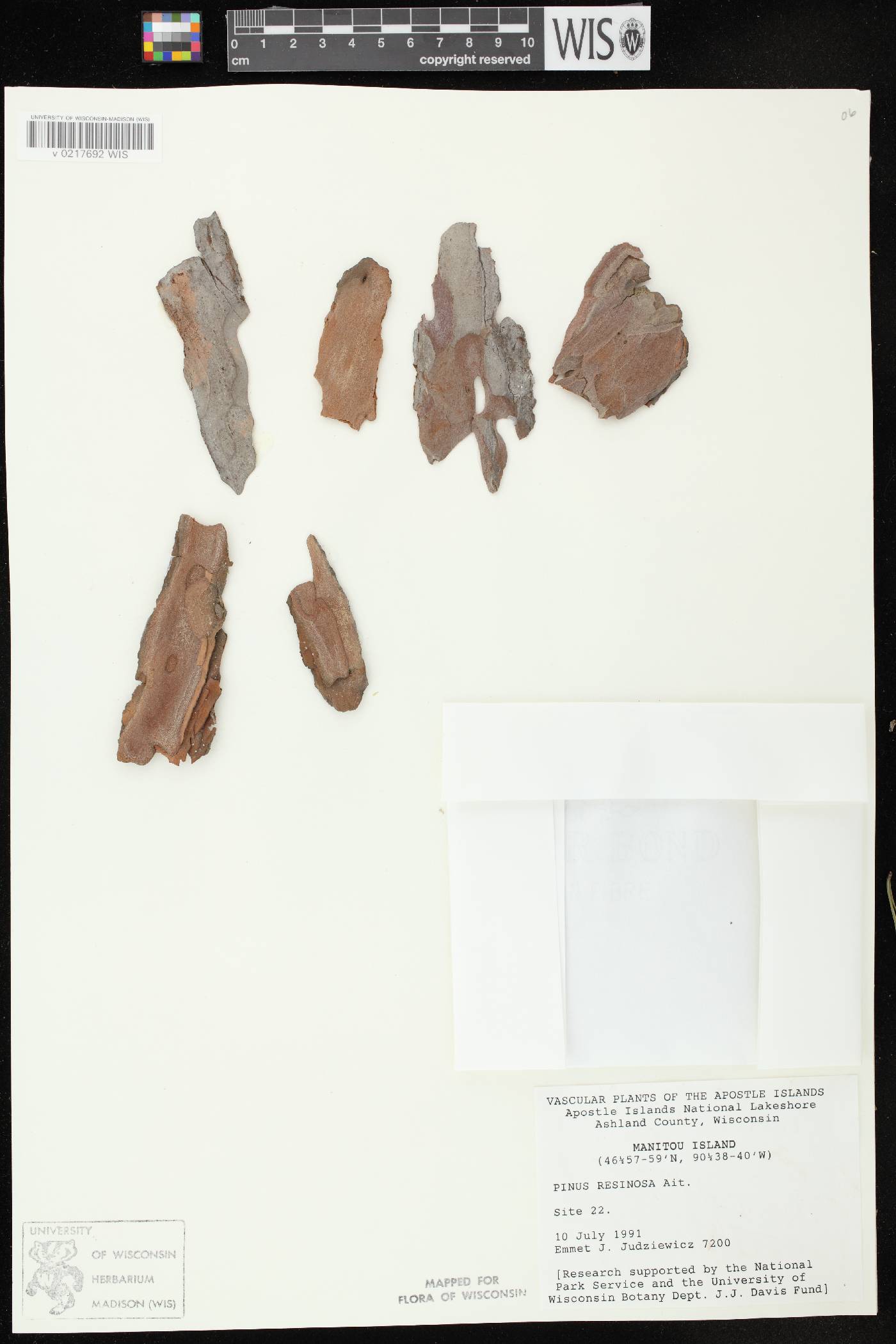 Pinus resinosa image