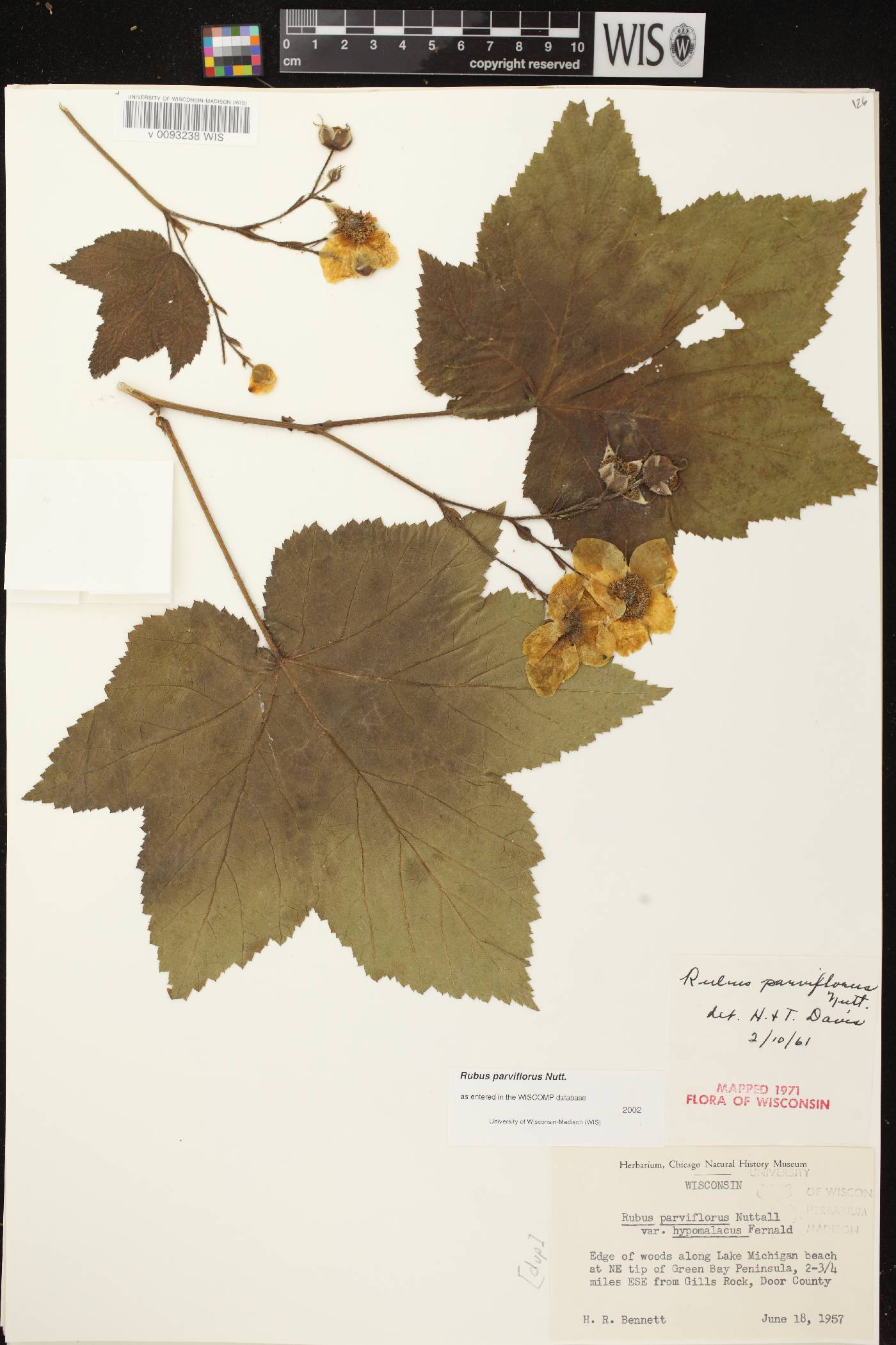 Rubus parviflorus image