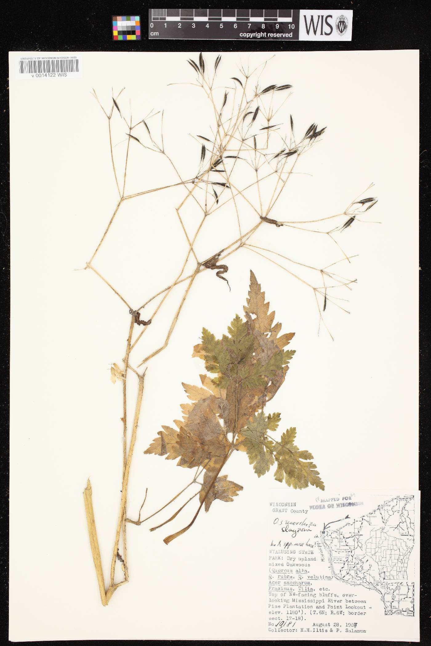 Osmorhiza claytonii image