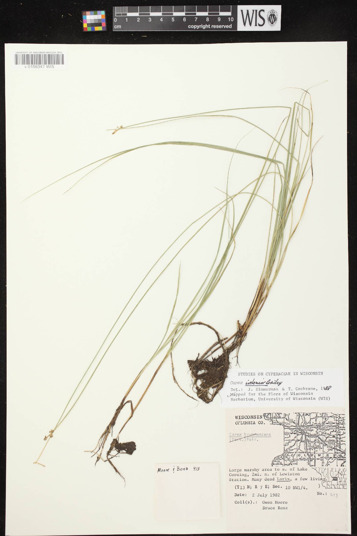 Carex interior image