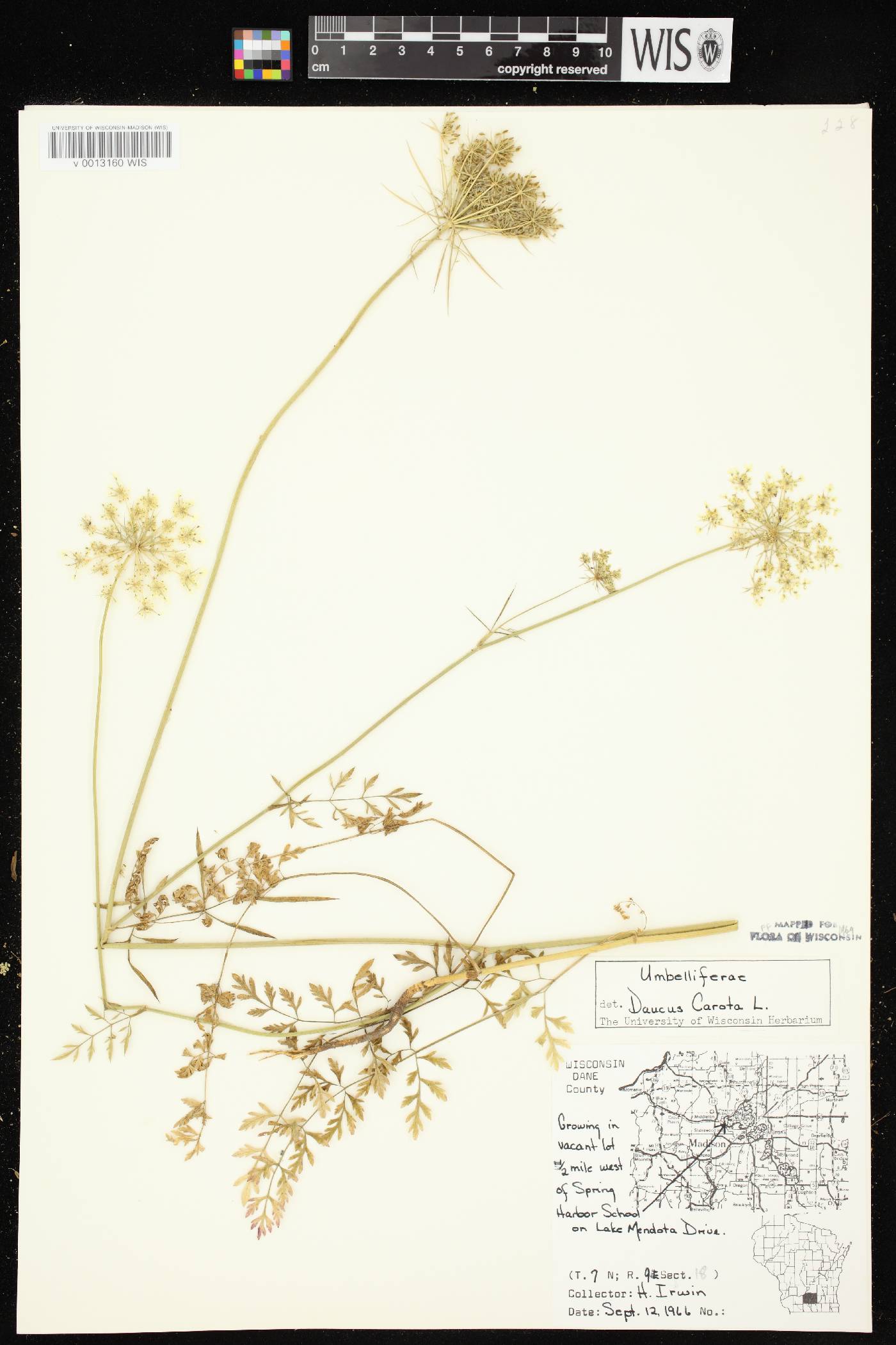 Daucus carota image
