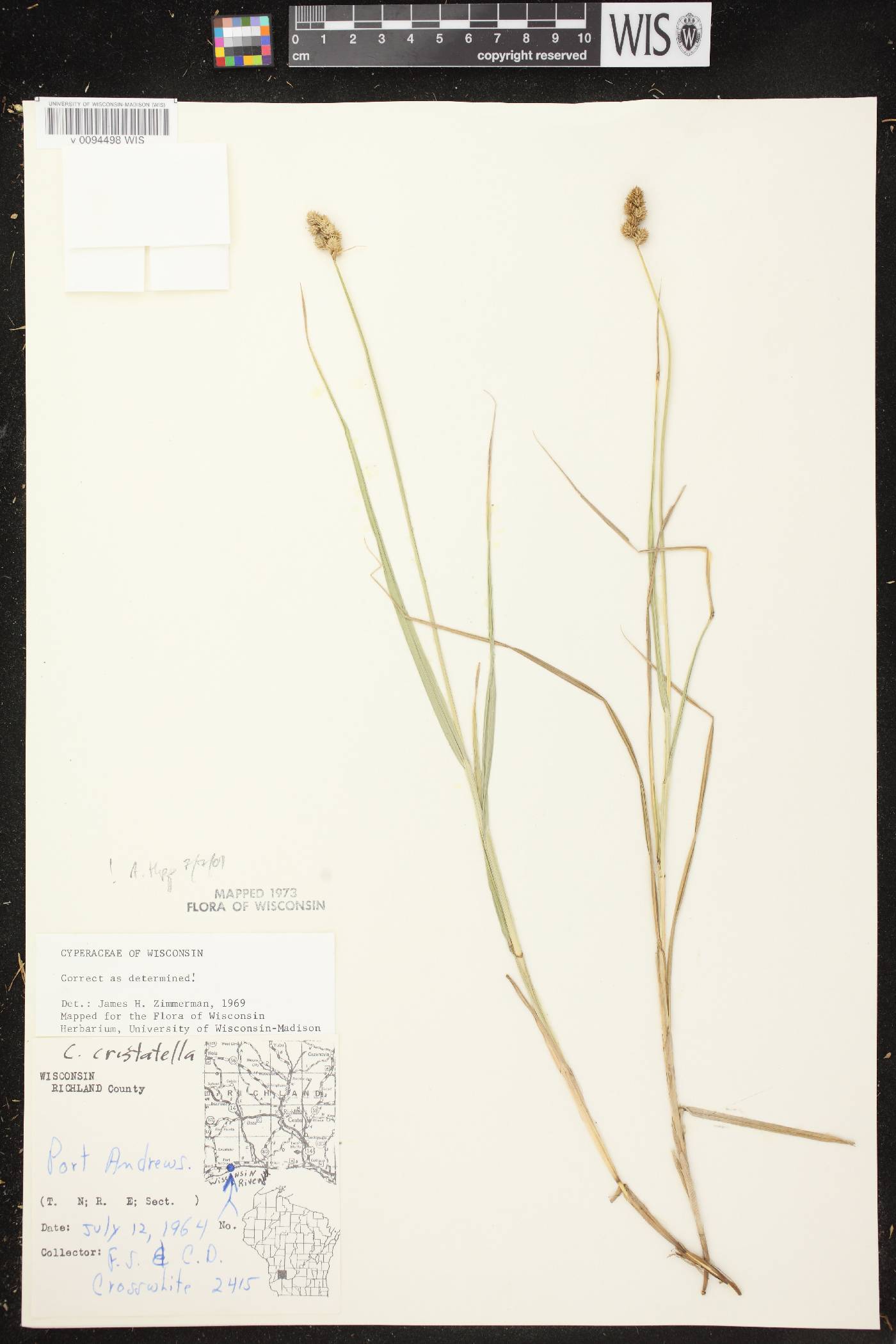 Carex cristatella image