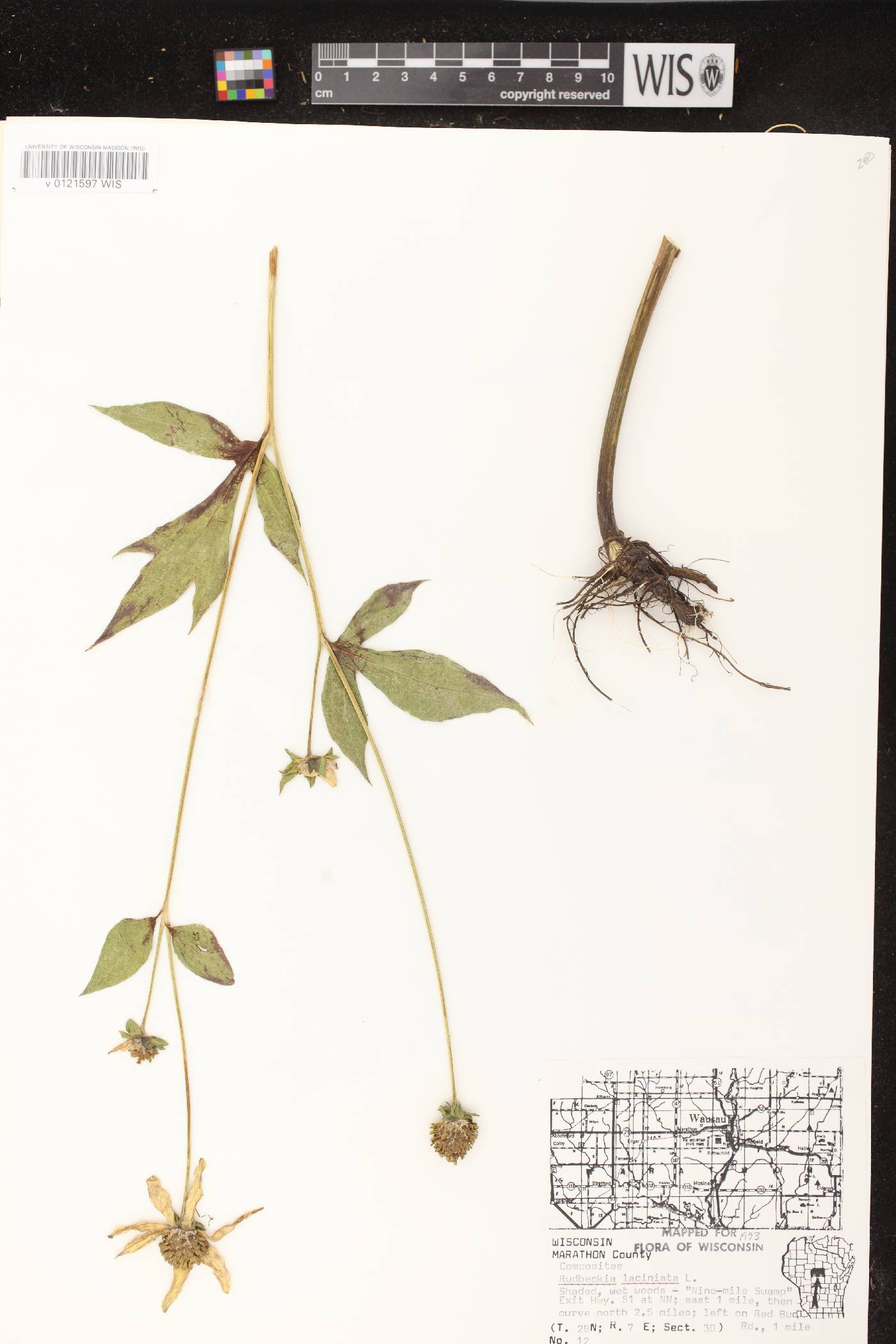 Rudbeckia laciniata image