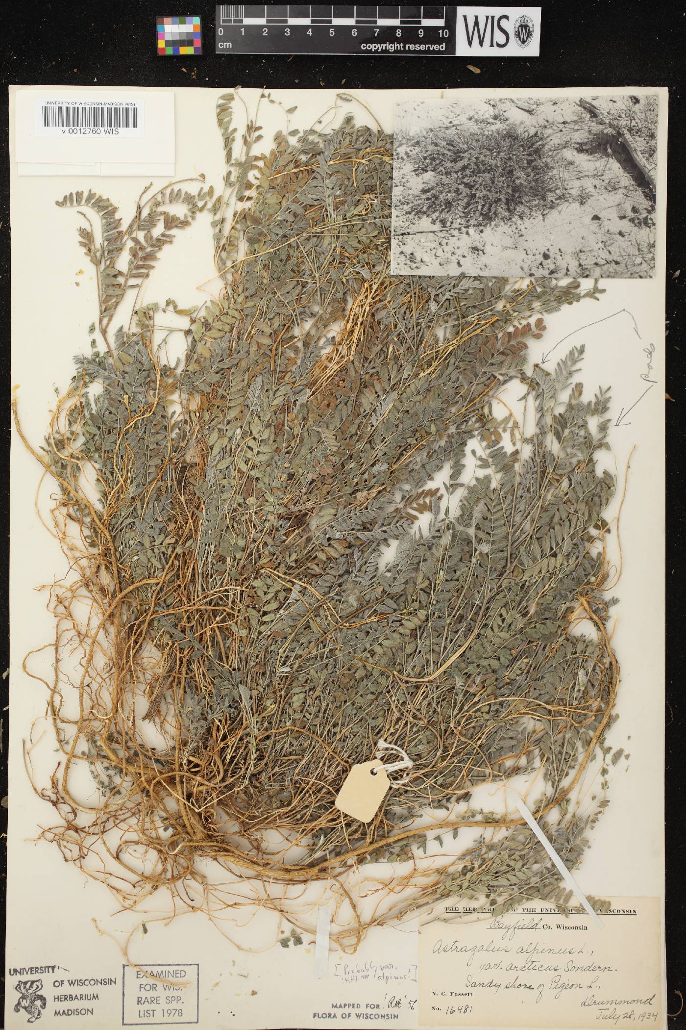 Astragalus alpinus var. alpinus image