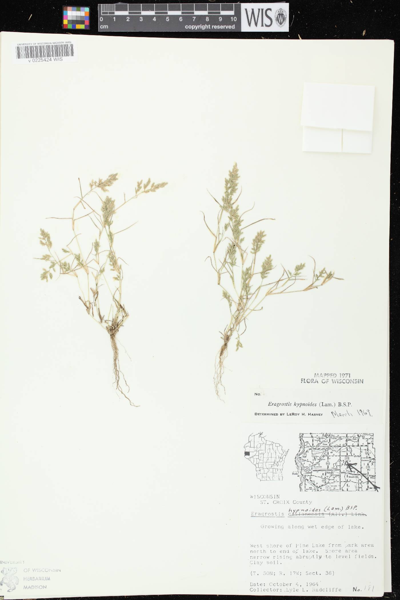 Eragrostis hypnoides image