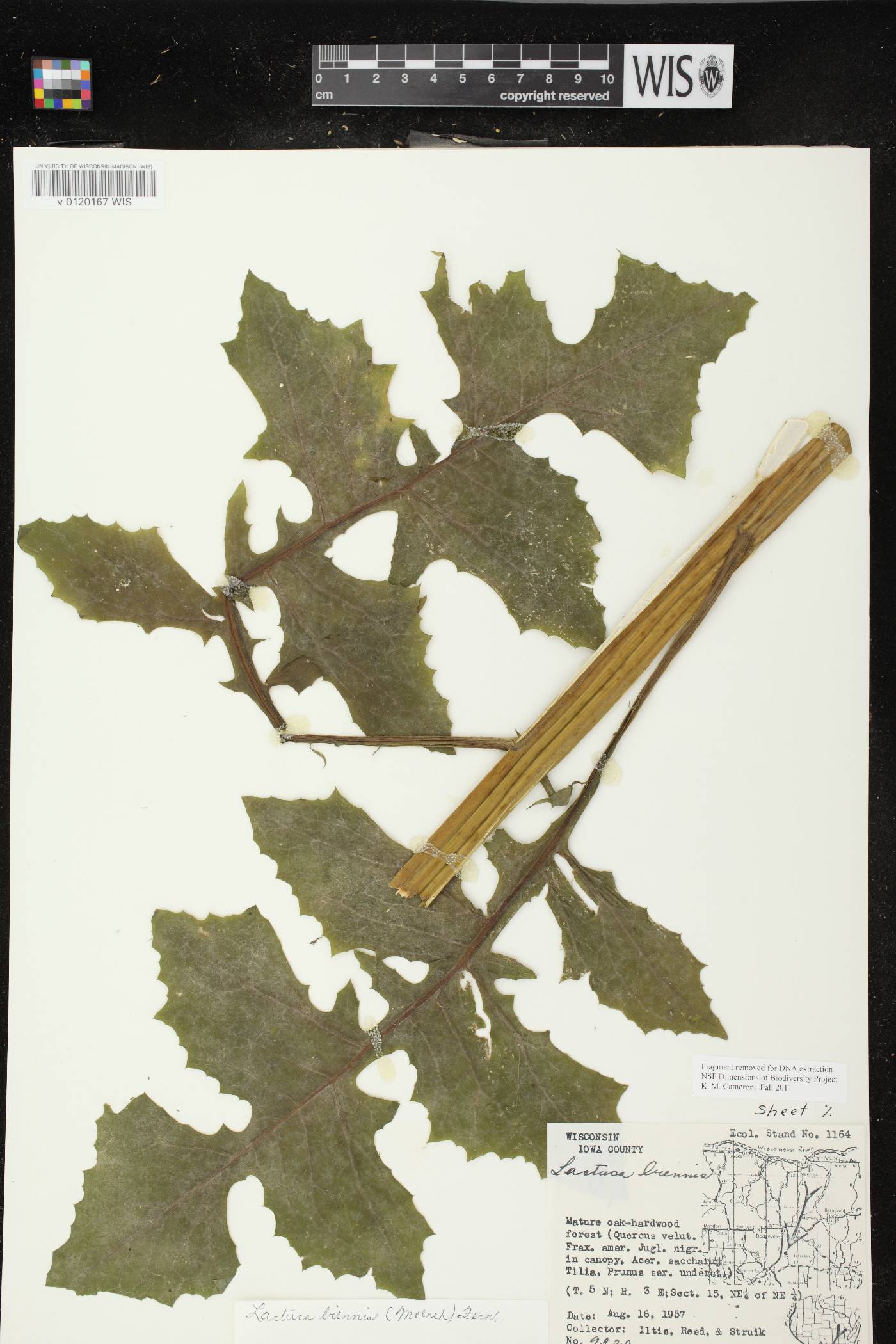 Lactuca biennis image