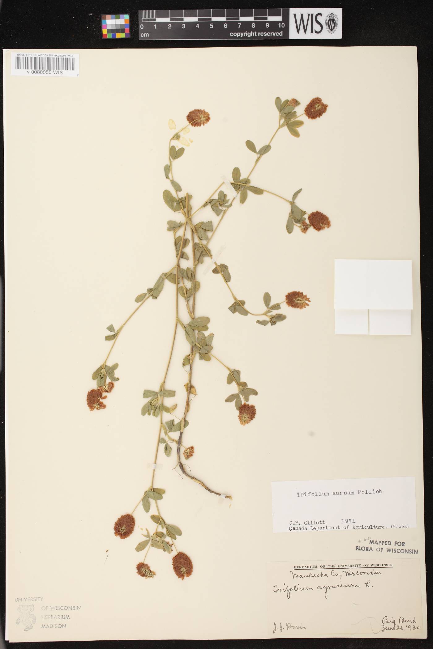 Trifolium aureum image