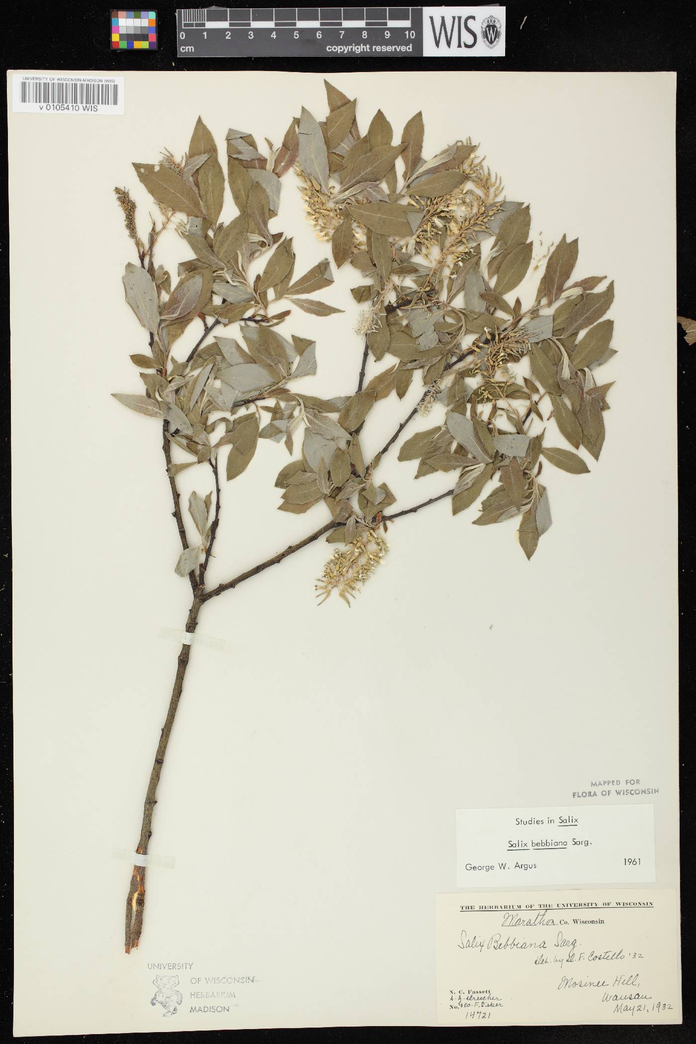 Salix bebbiana image