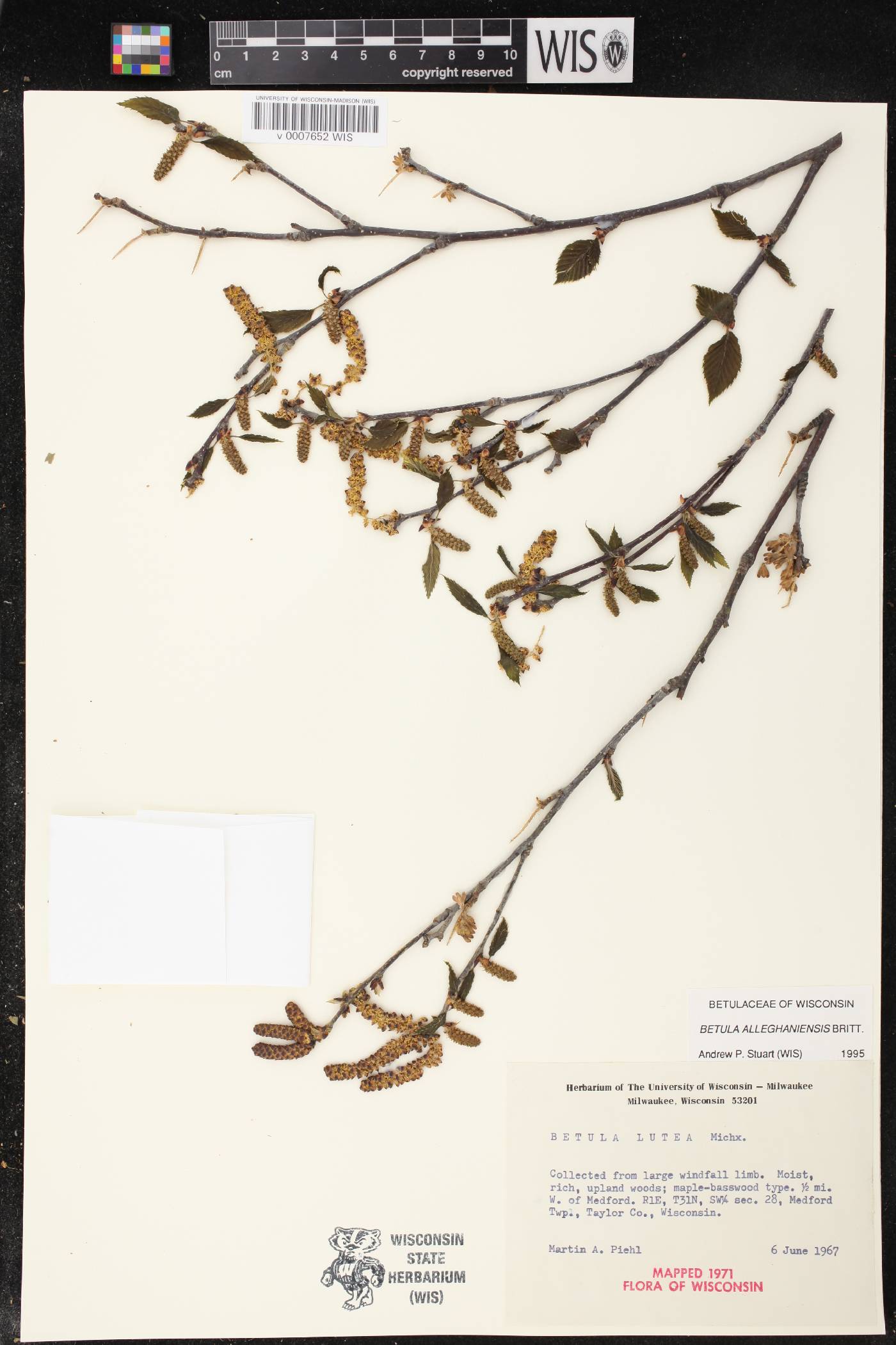 Betula alleghaniensis image