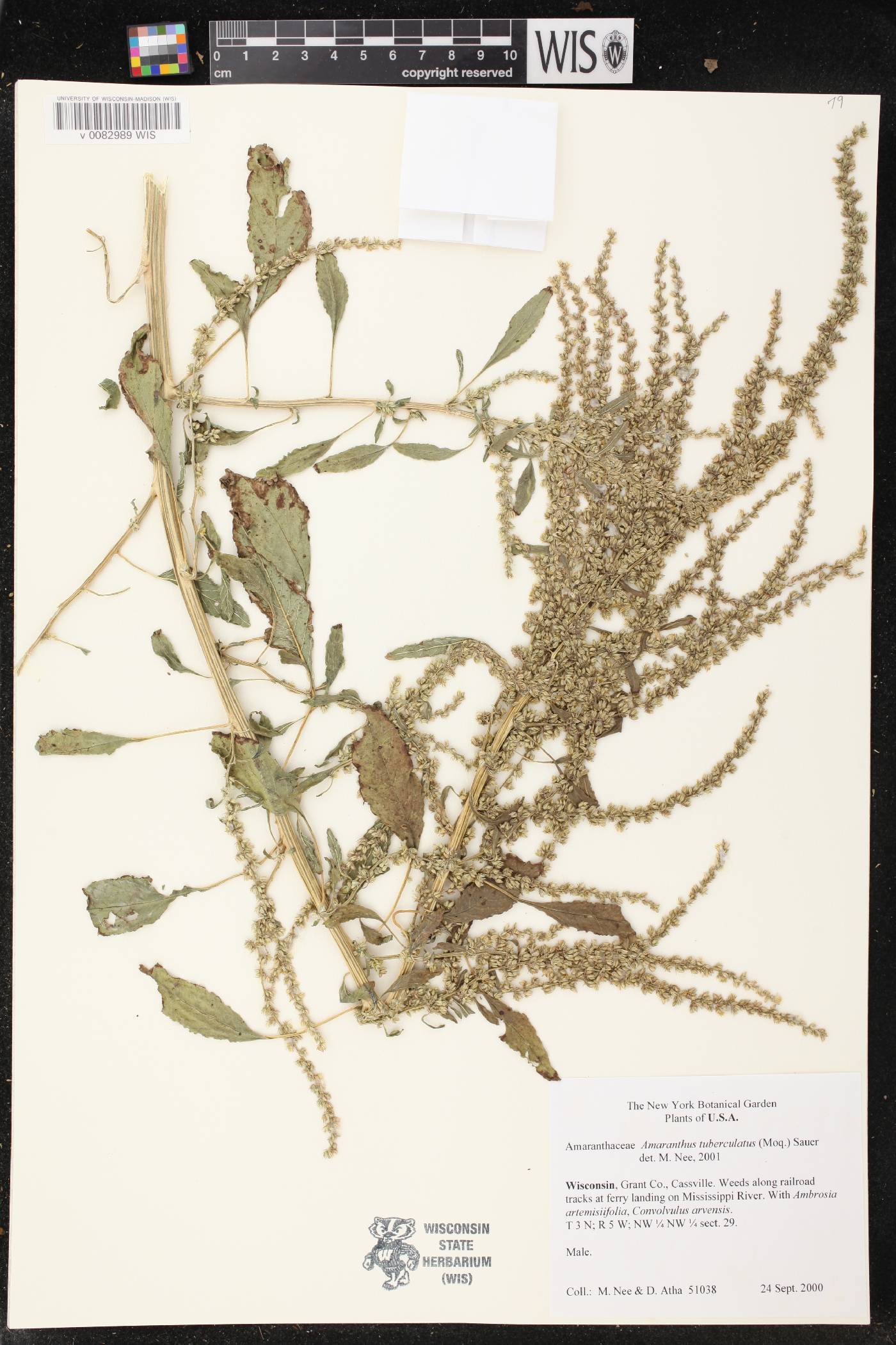 Amaranthus tuberculatus image