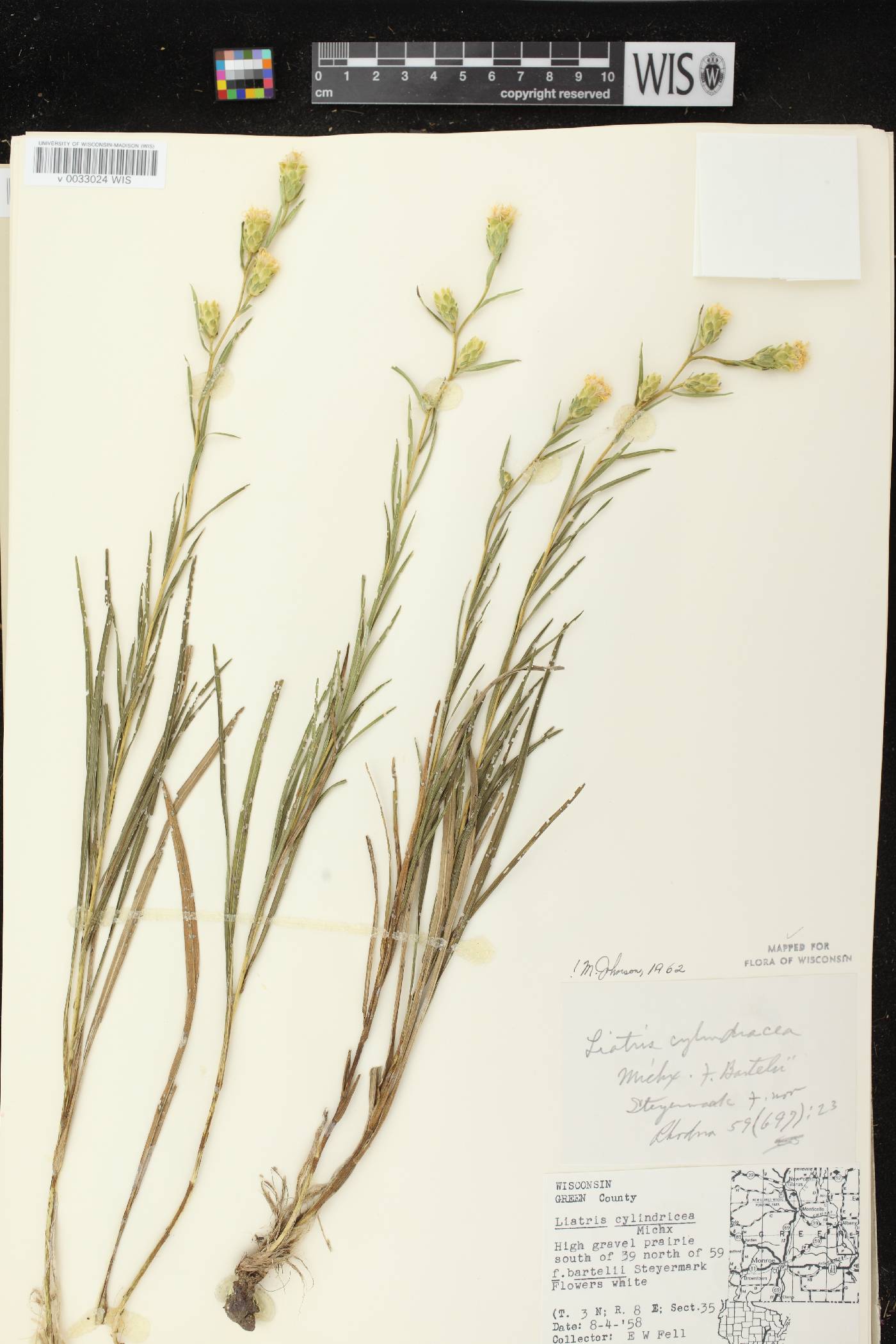 Liatris cylindracea image