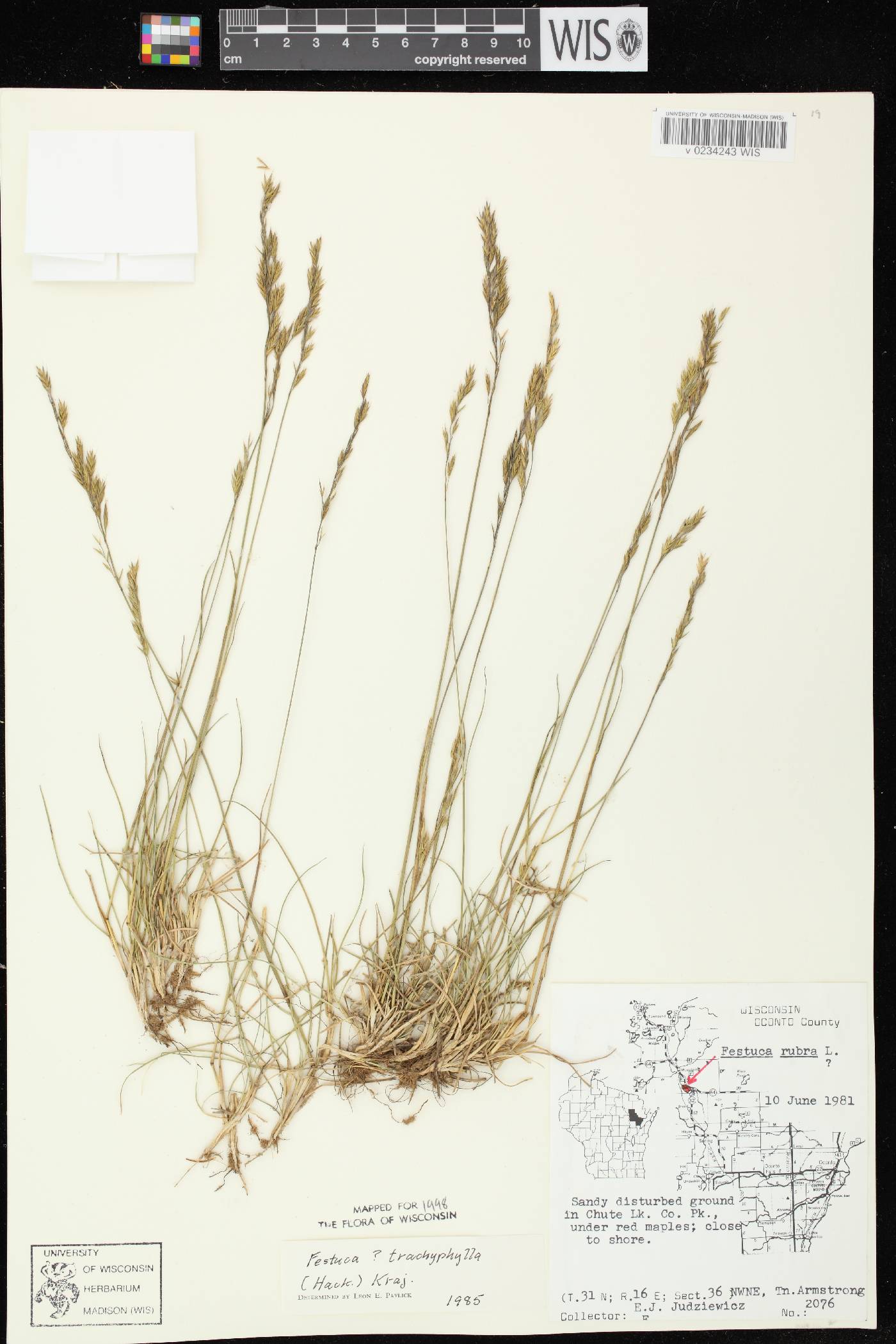 Festuca trachyphylla image