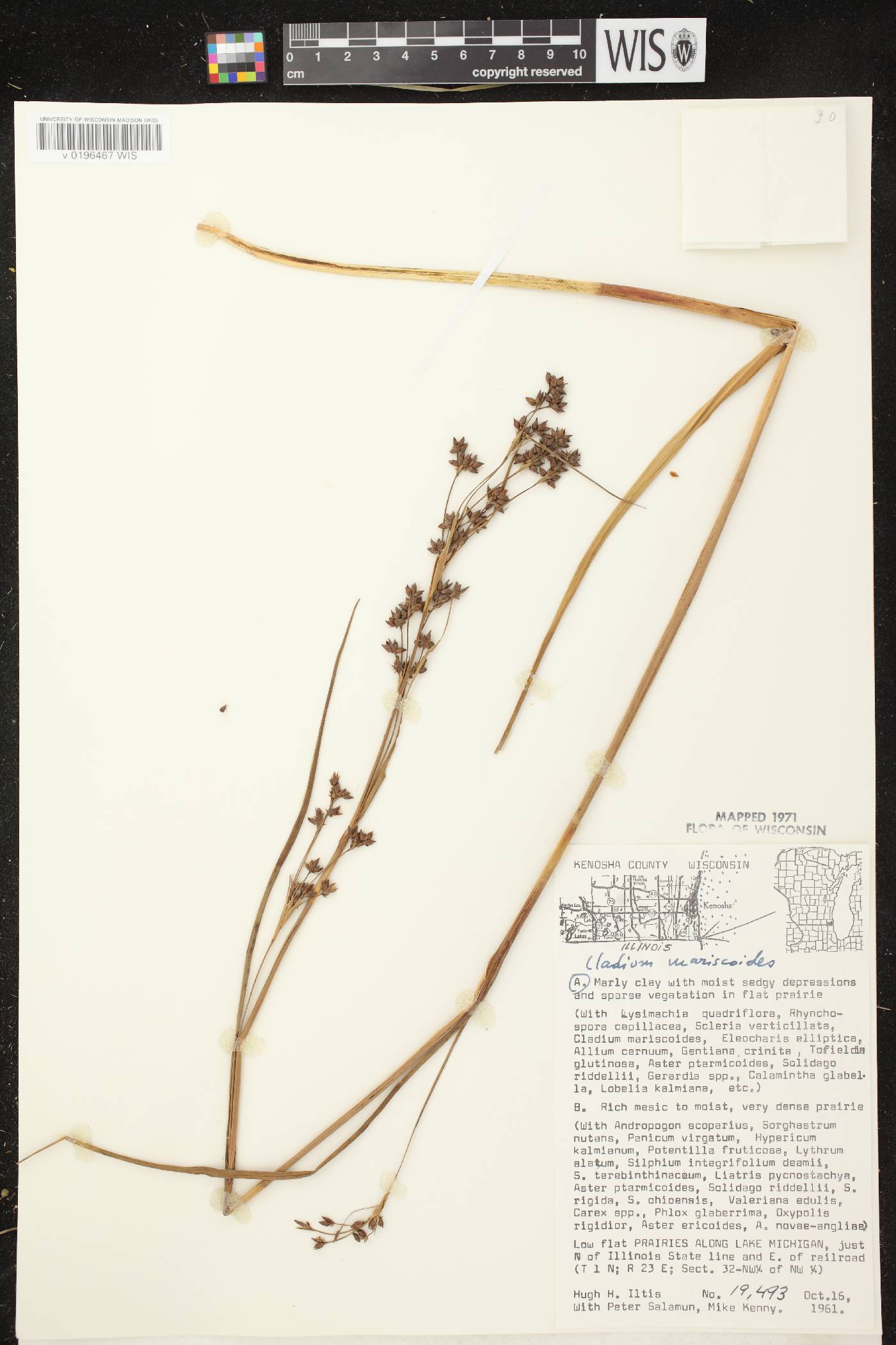 Cladium mariscoides image
