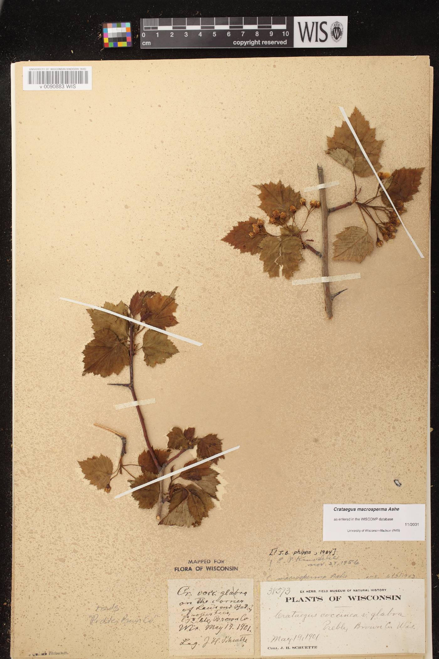 Crataegus macrosperma image