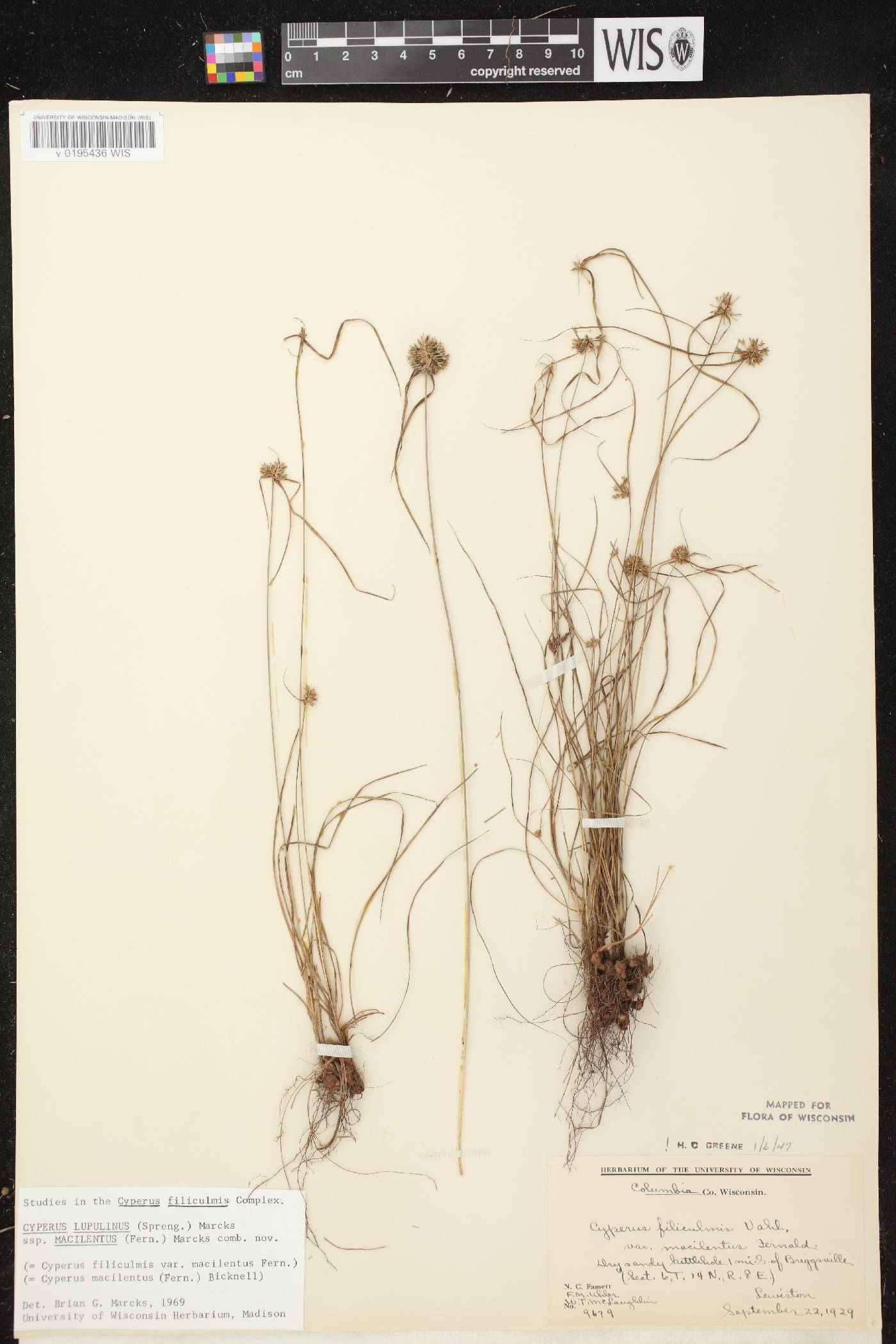 Cyperus lupulinus subsp. macilentus image