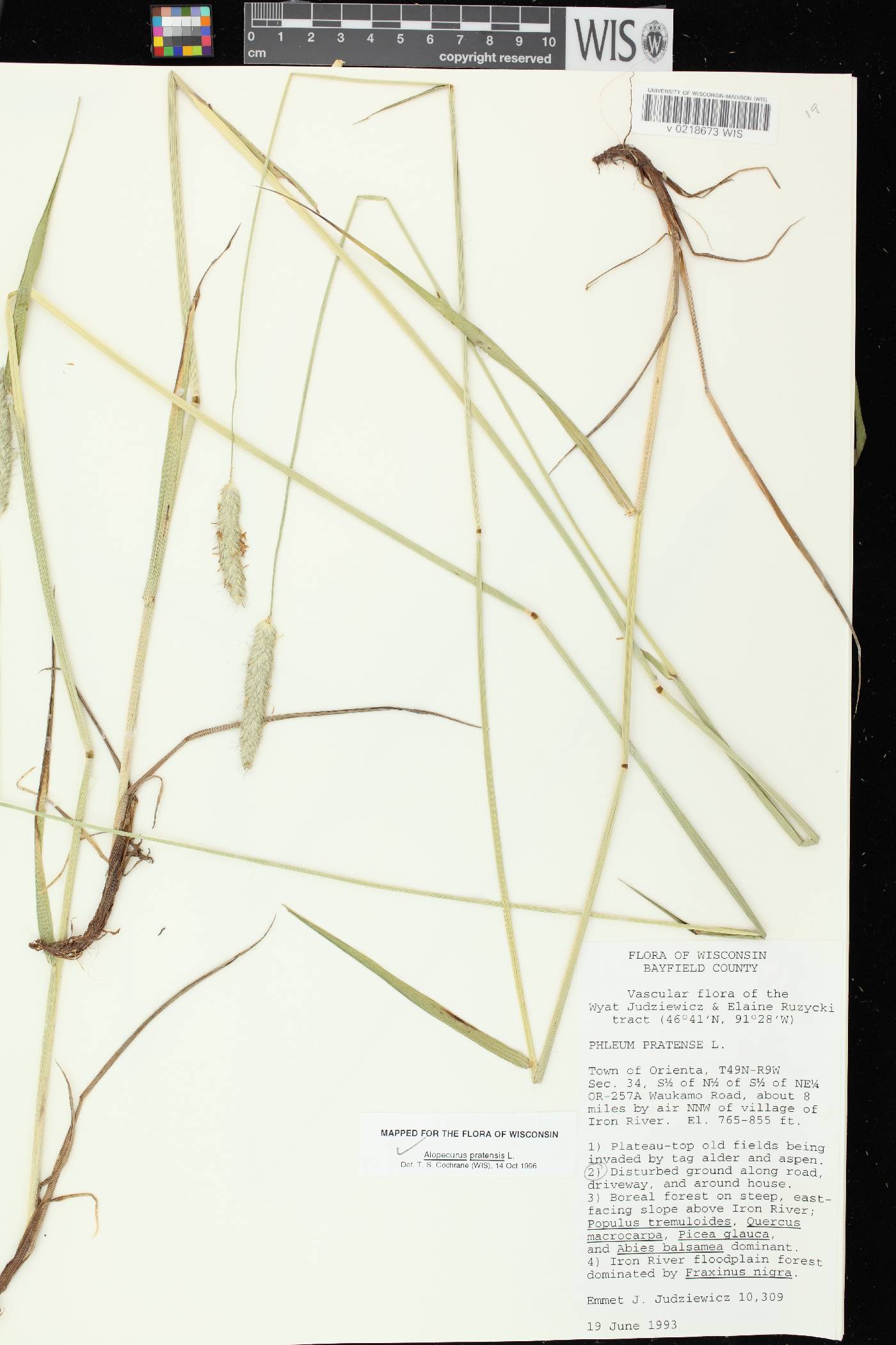Alopecurus pratensis image
