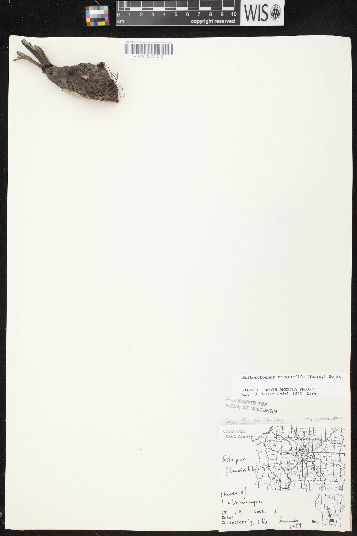 Bolboschoenus fluviatilis image