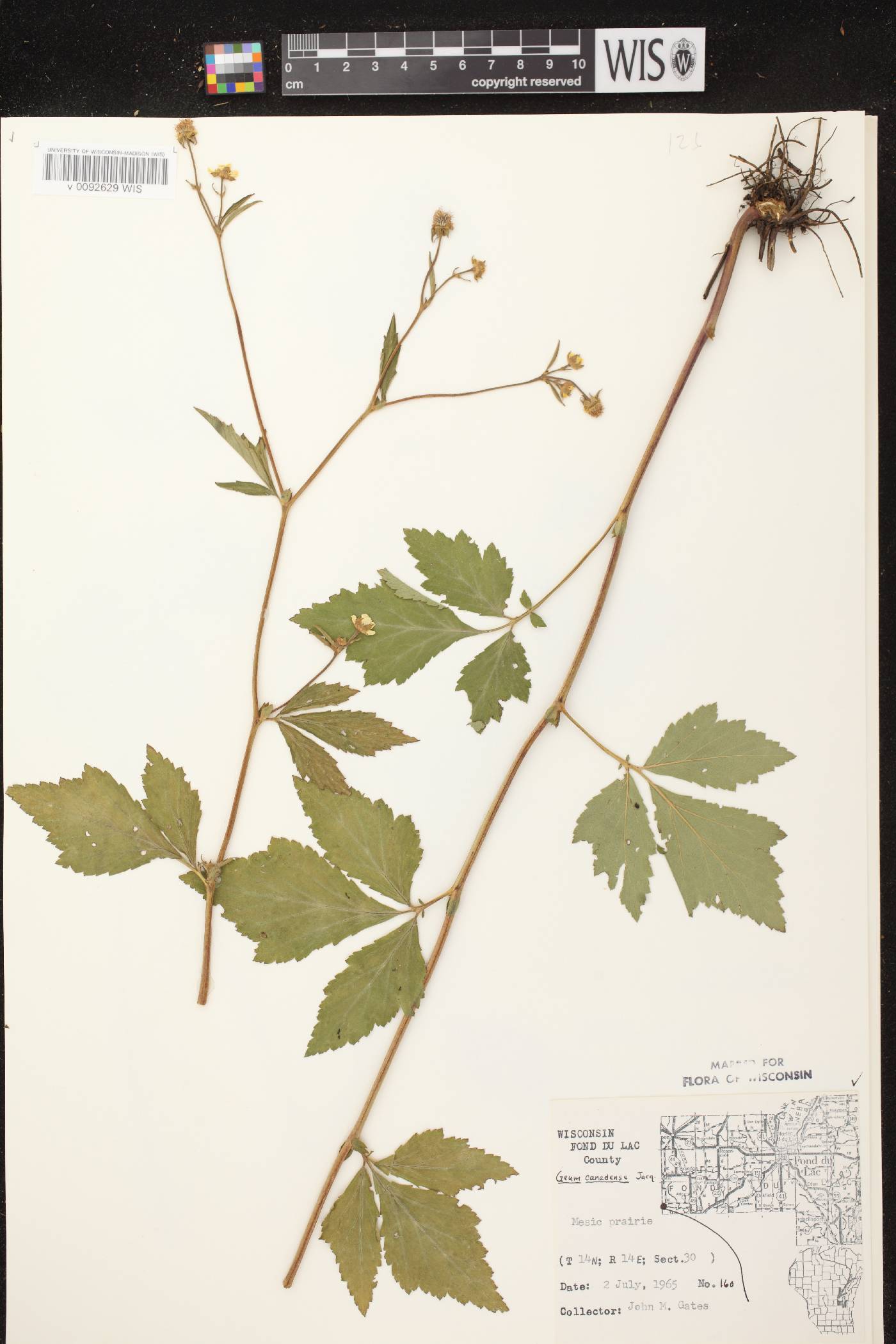 Geum canadense image