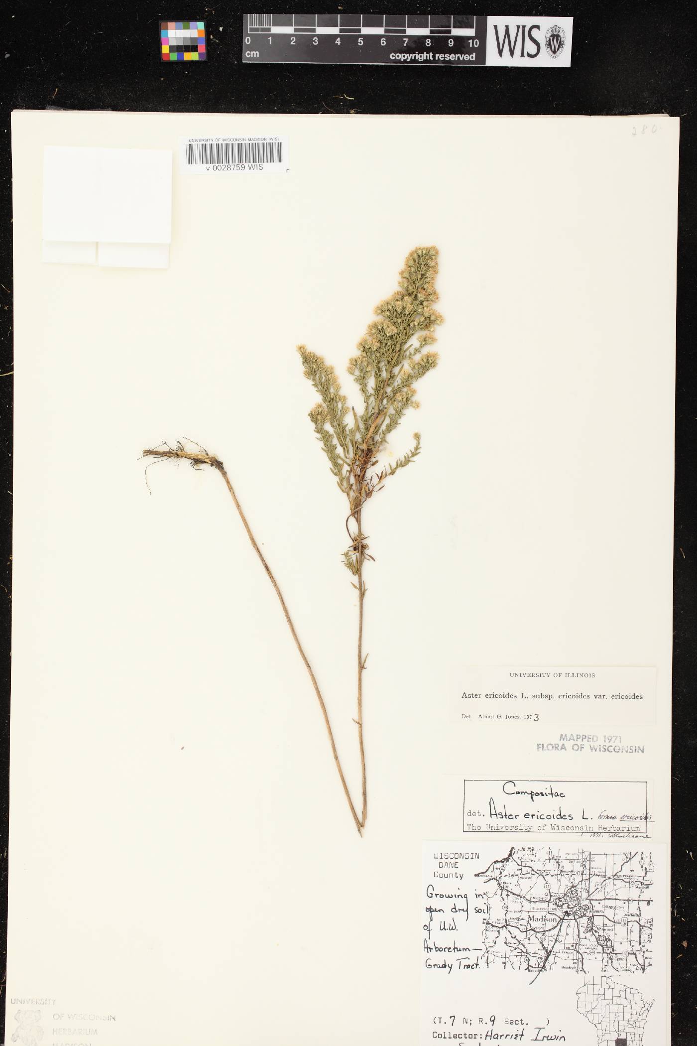 Symphyotrichum ericoides var. ericoides image