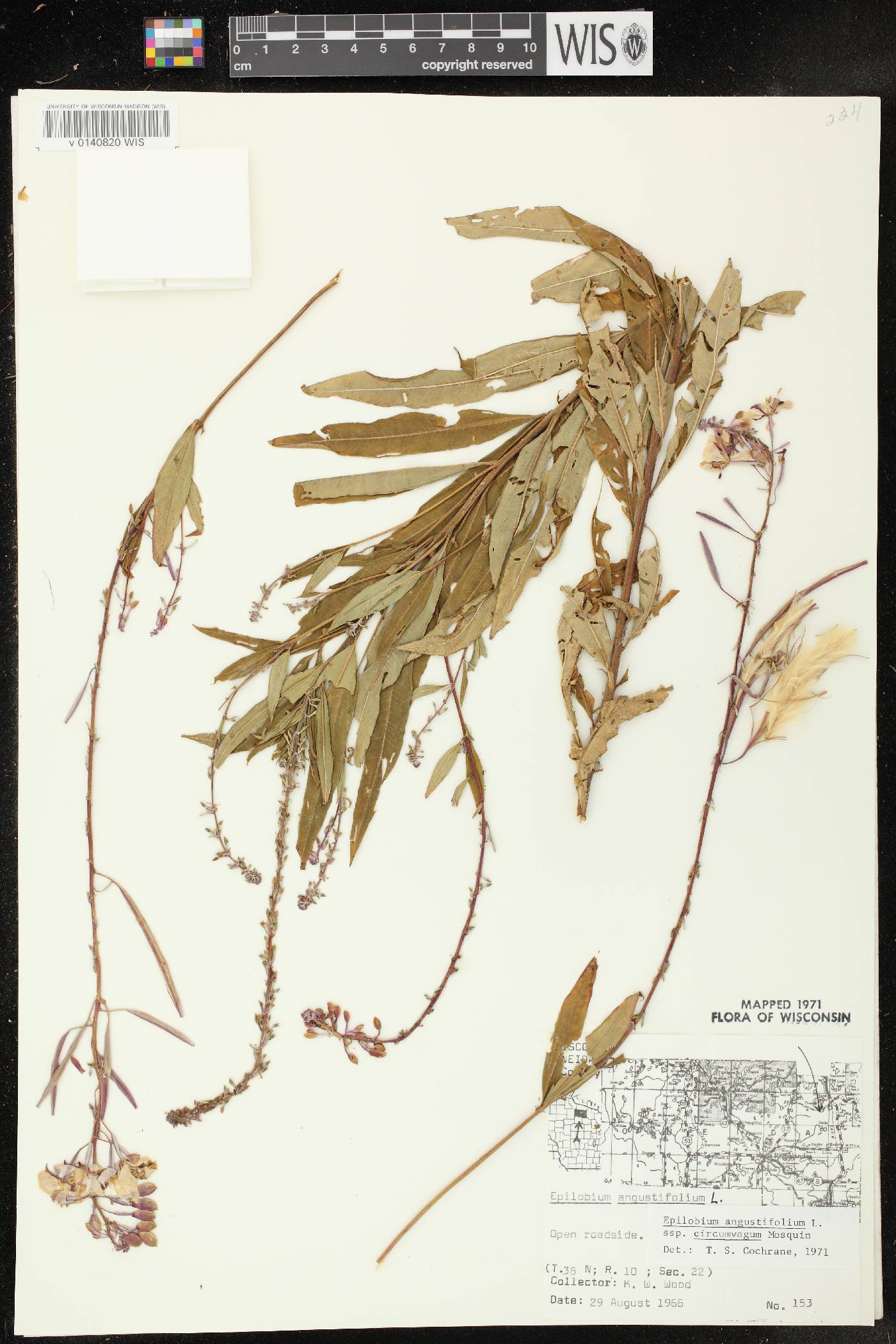 Chamerion angustifolium subsp. circumvagum image