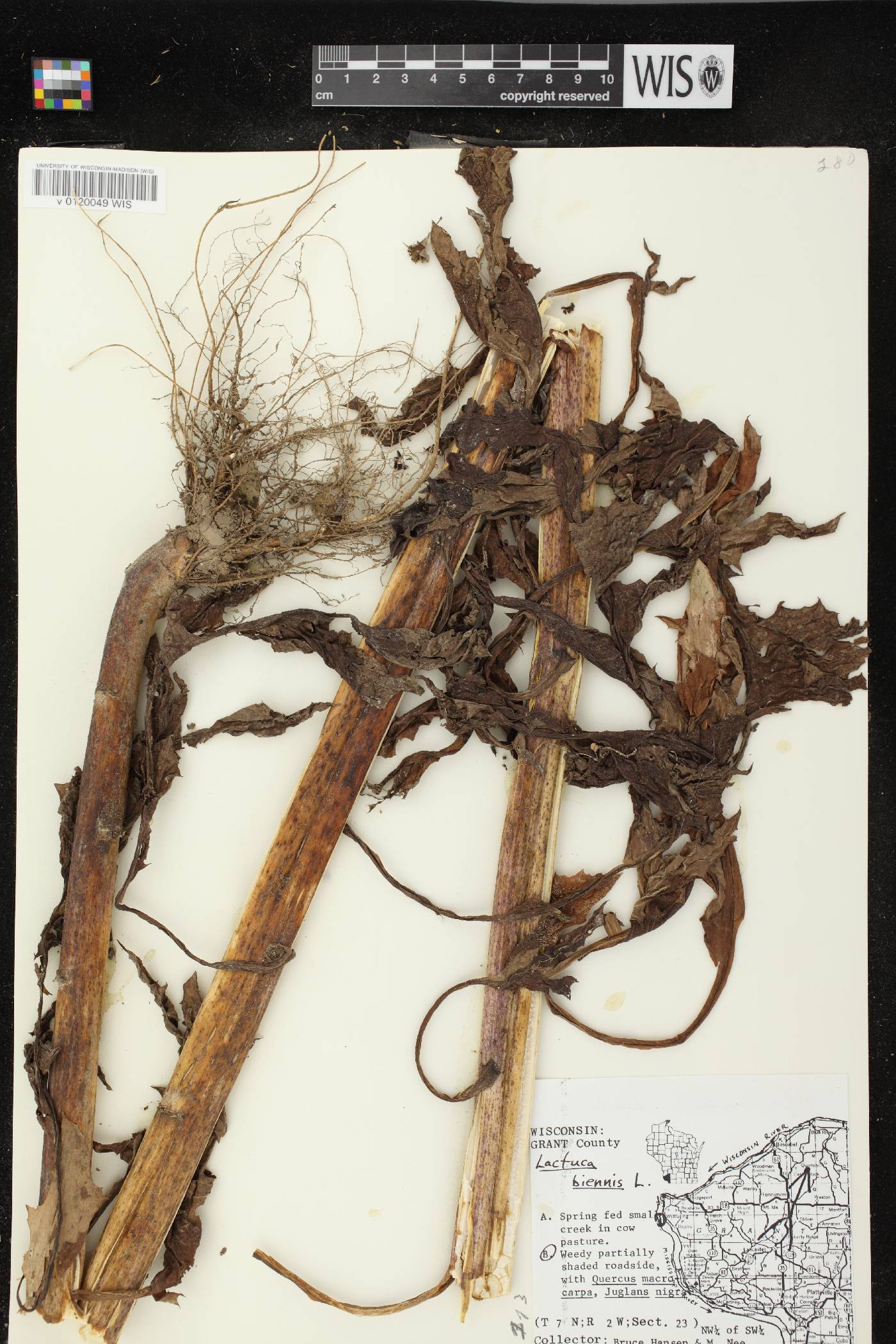 Lactuca biennis image