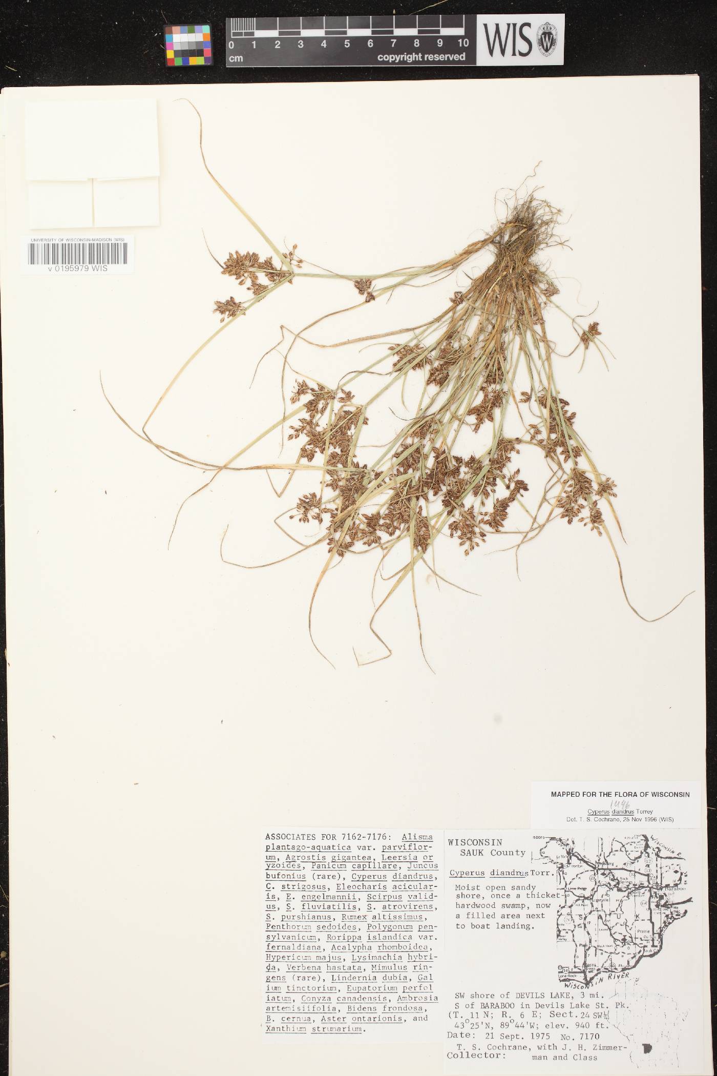 Cyperus diandrus image
