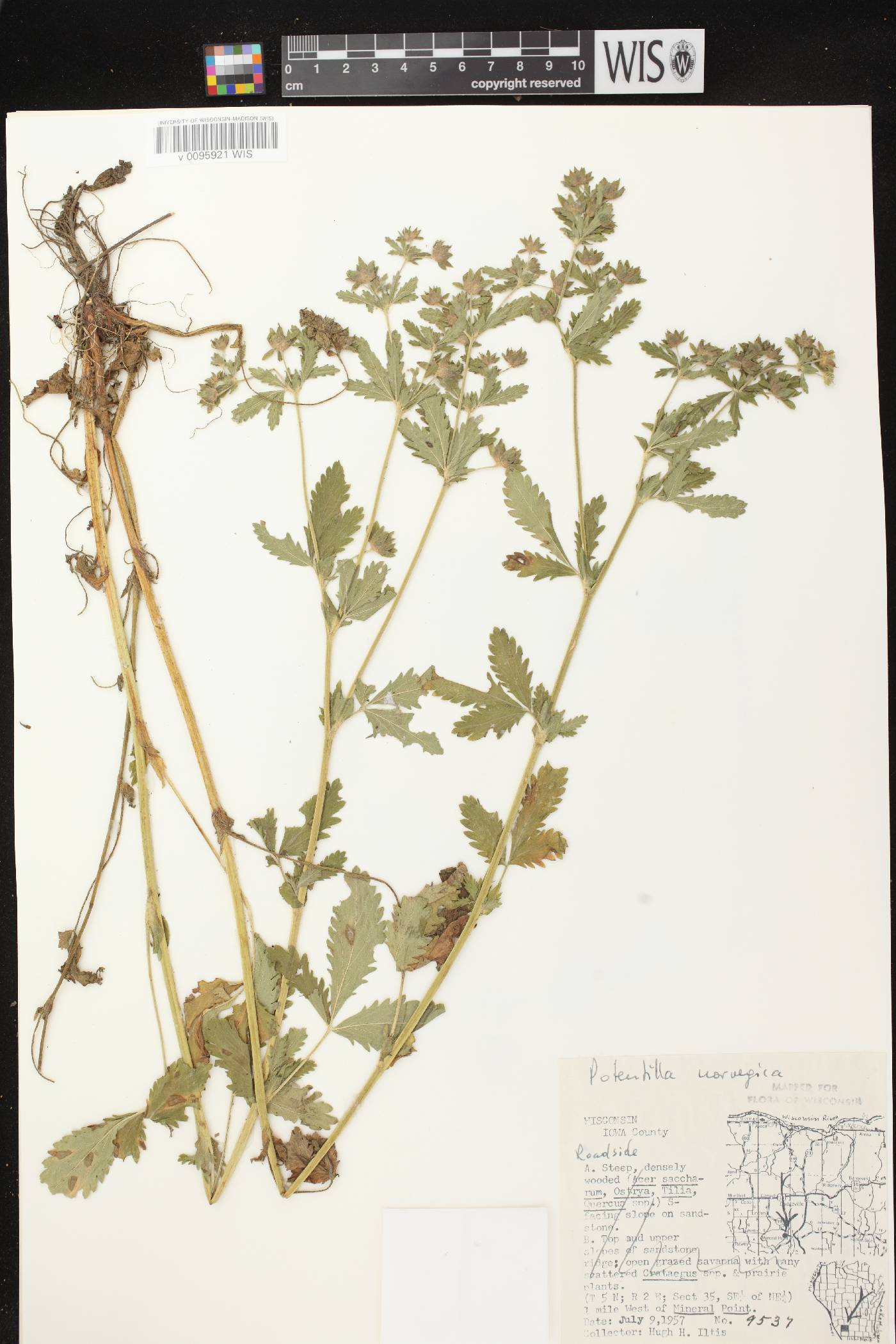 Potentilla norvegica image