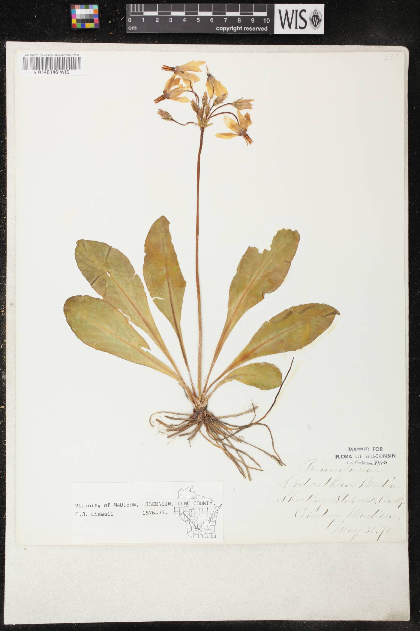 Primula meadia image