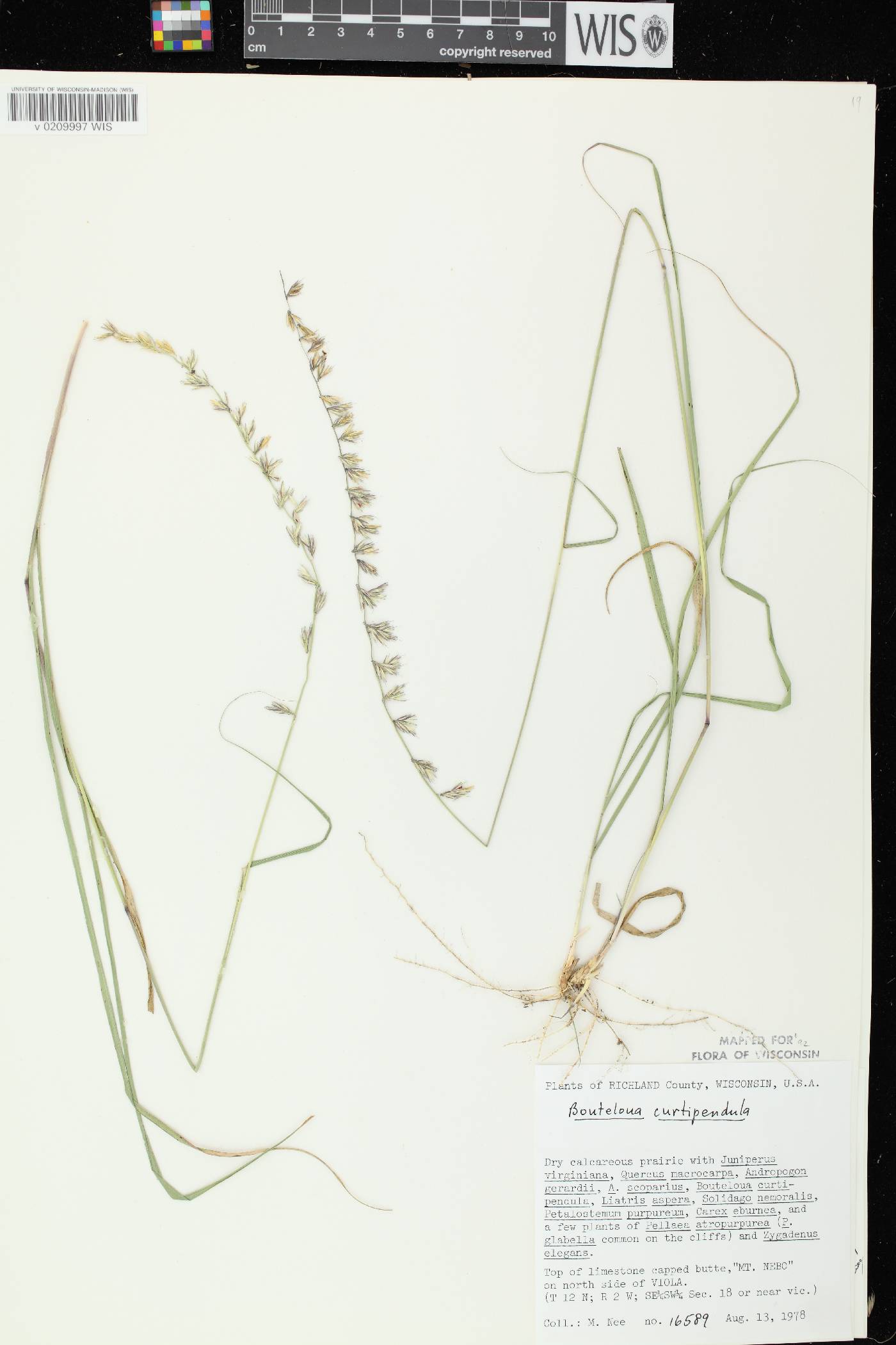 Bouteloua curtipendula image