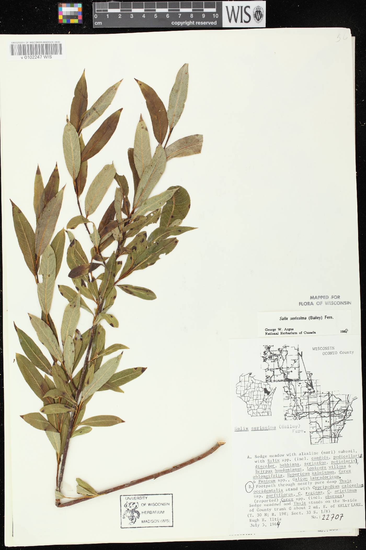 Salix serissima image