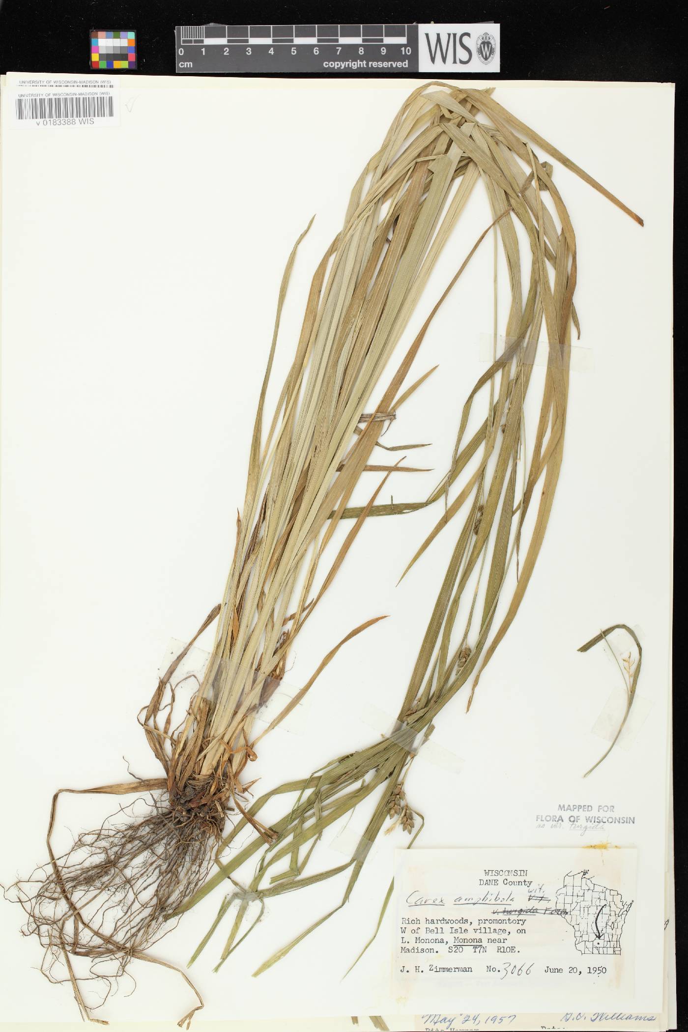 Carex grisea image
