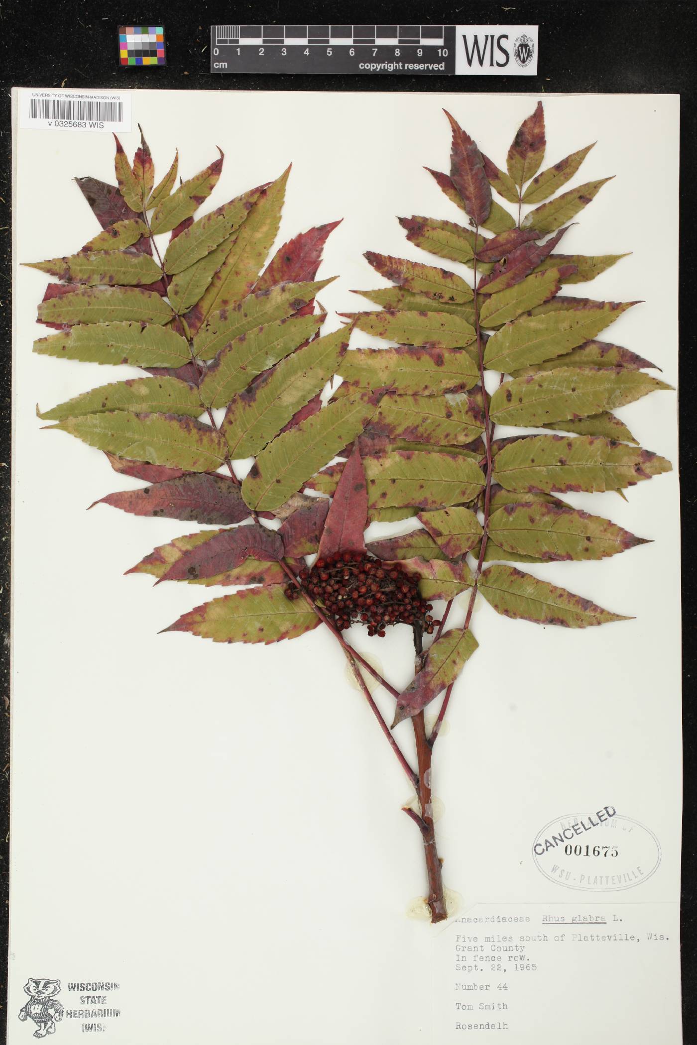 Rhus glabra image