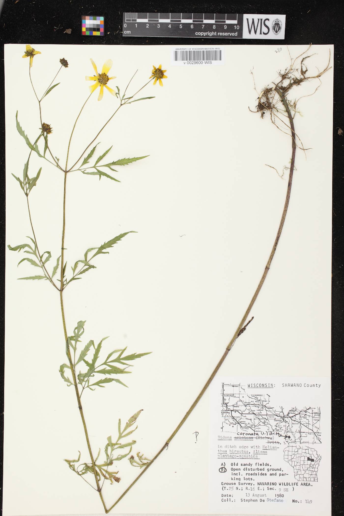 Bidens trichosperma image