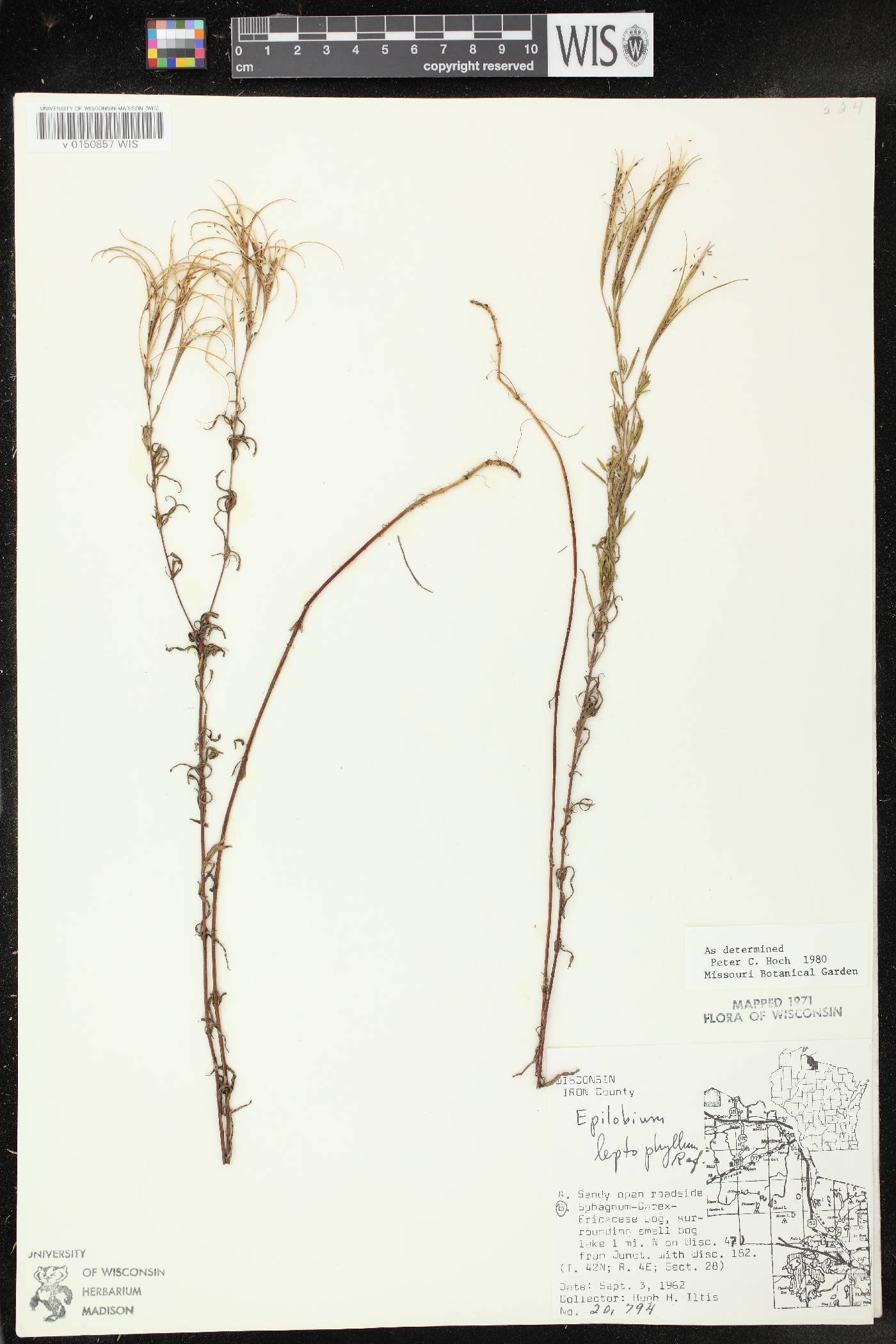 Epilobium leptophyllum image